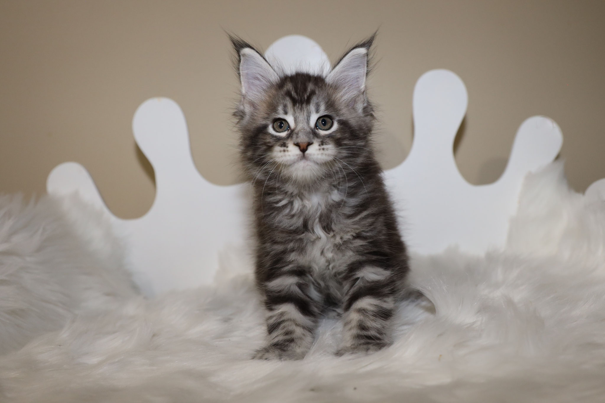 A cat sitting on top of some white feathers