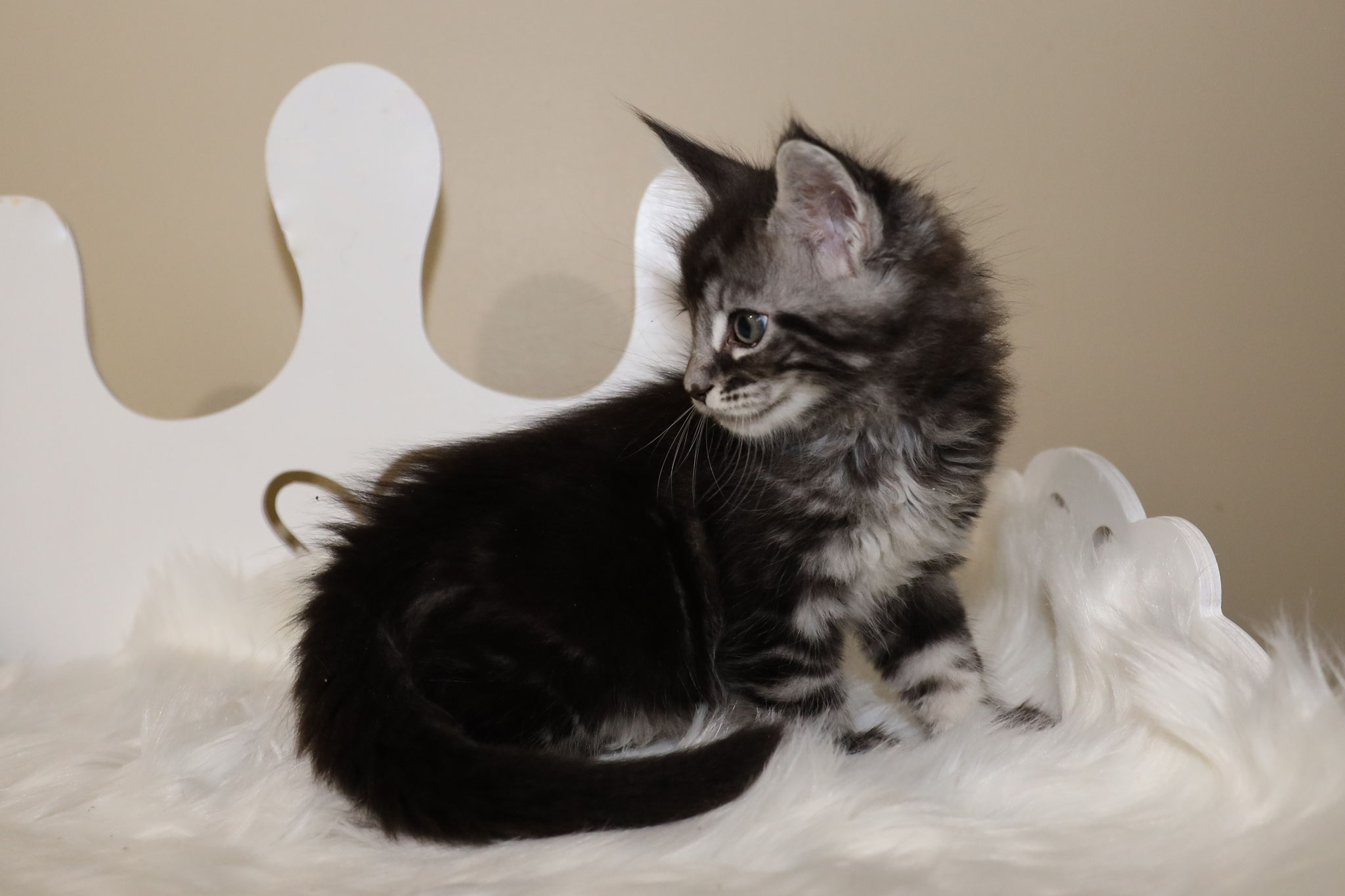 A black and white kitten sitting on top of a bed.