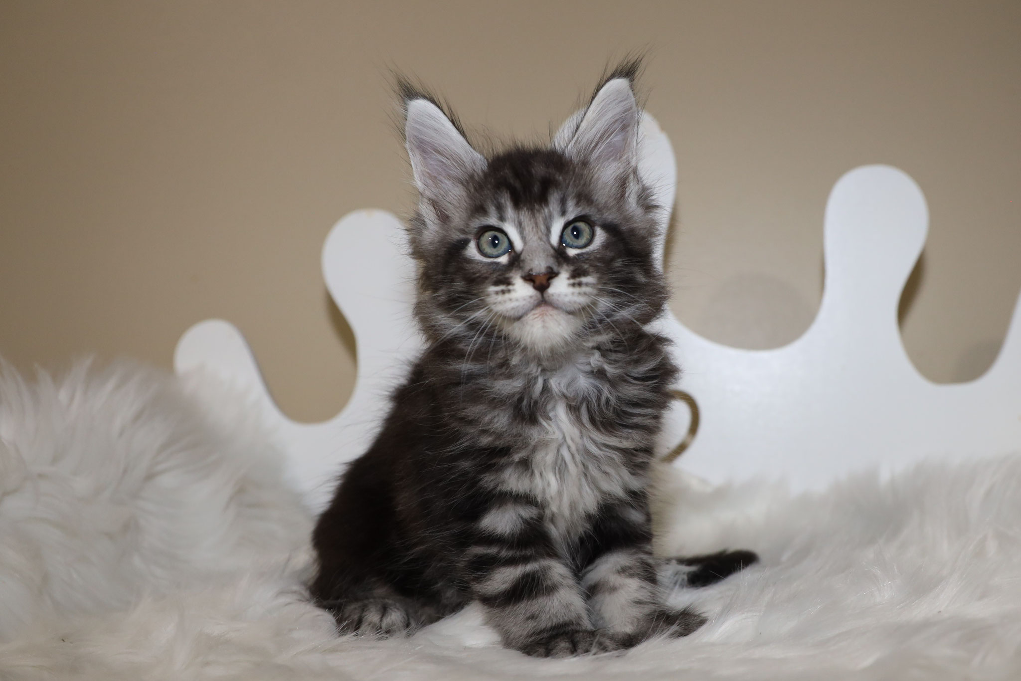 A cat sitting on top of a white blanket.