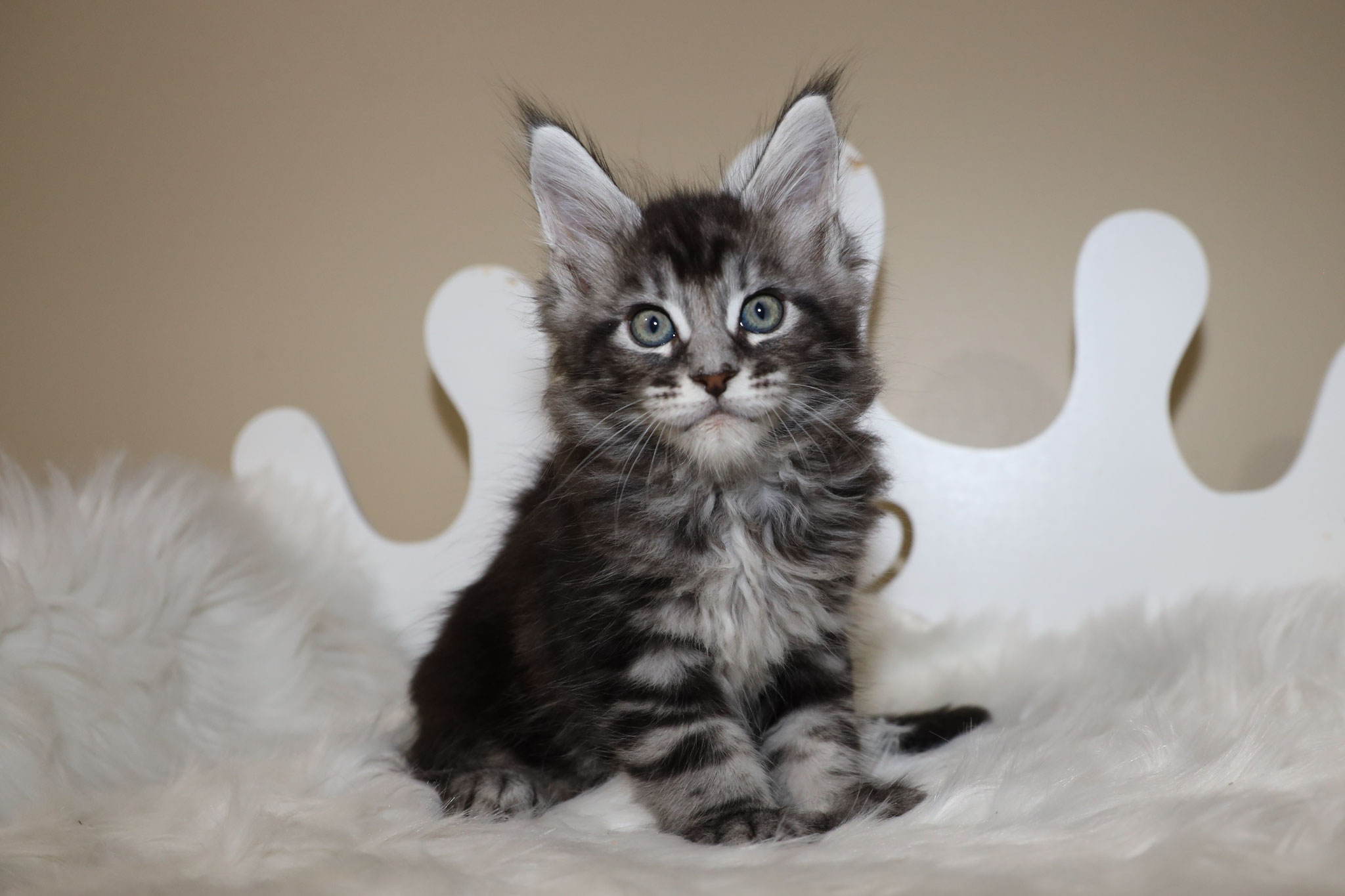 A cat sitting on top of a white blanket.