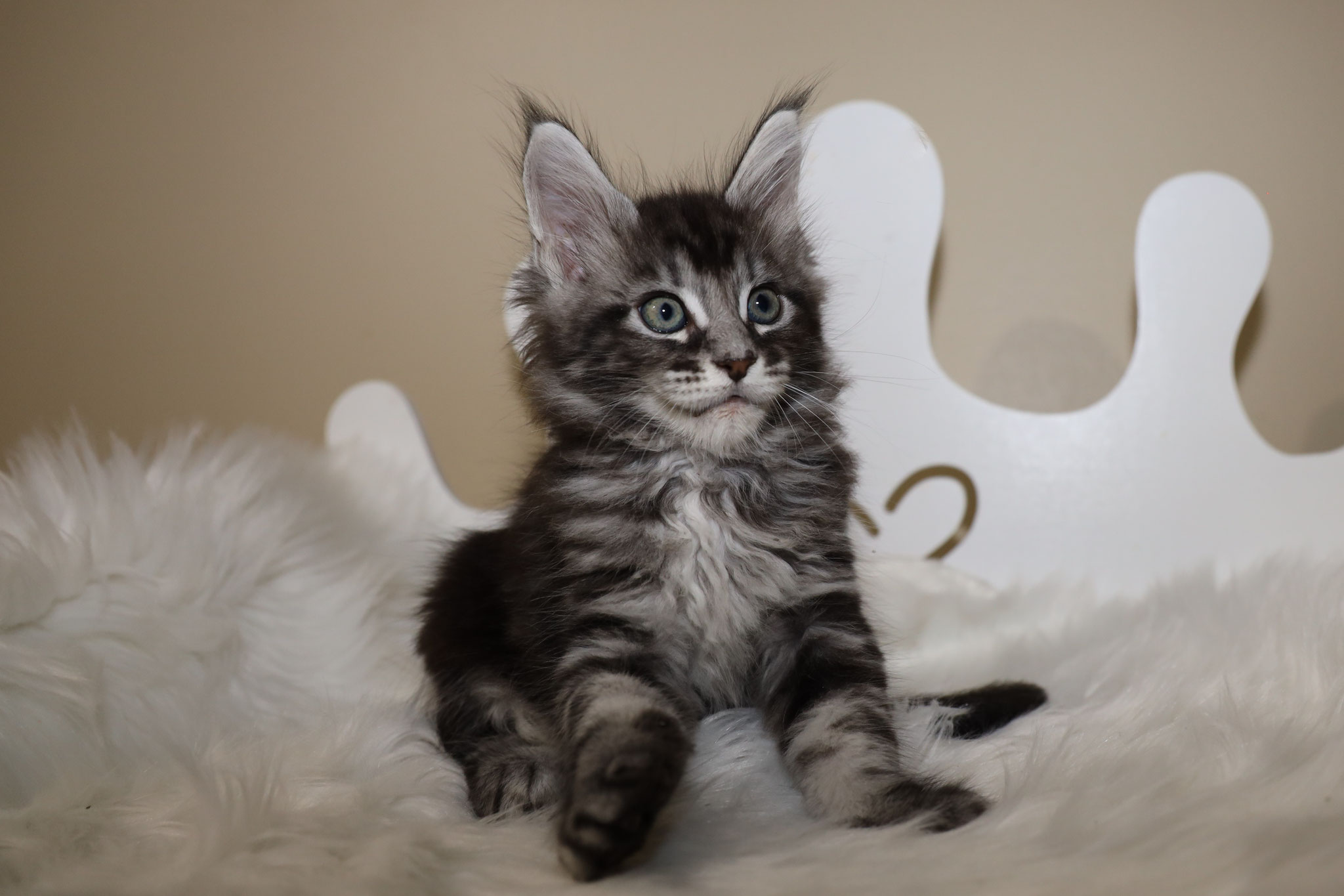 A cat sitting on top of a white blanket.