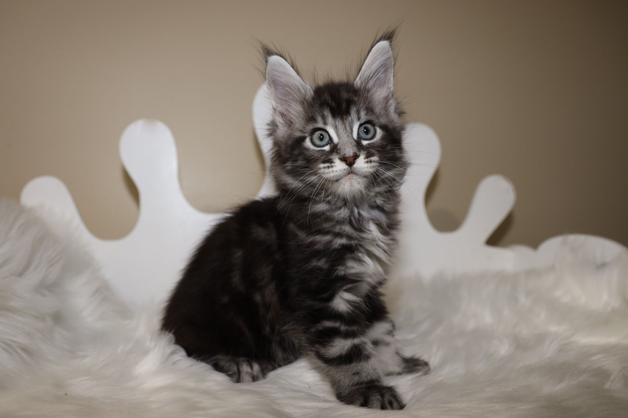 A cat sitting on top of a white chair.