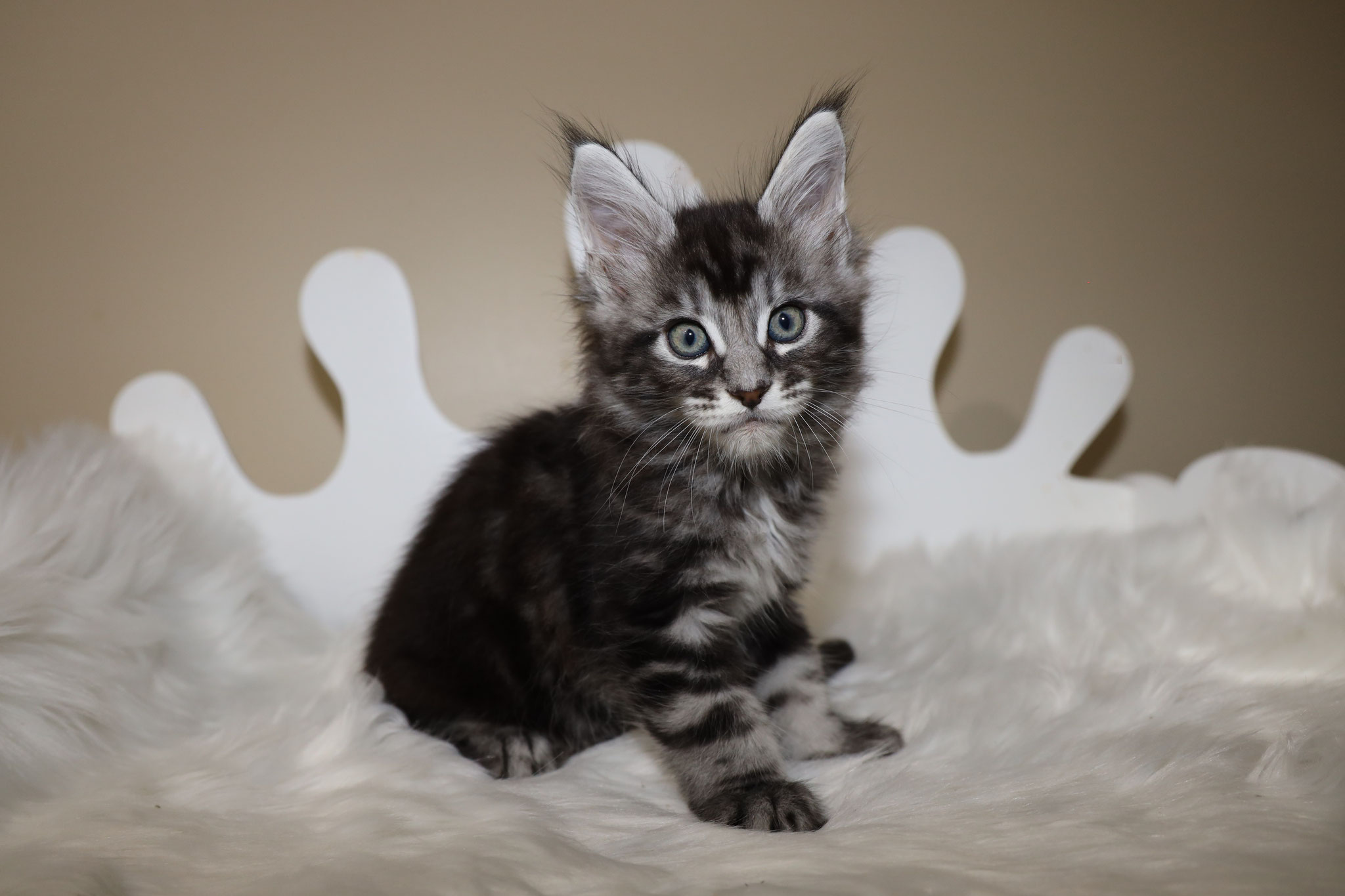 A black and white cat sitting on top of a bed.