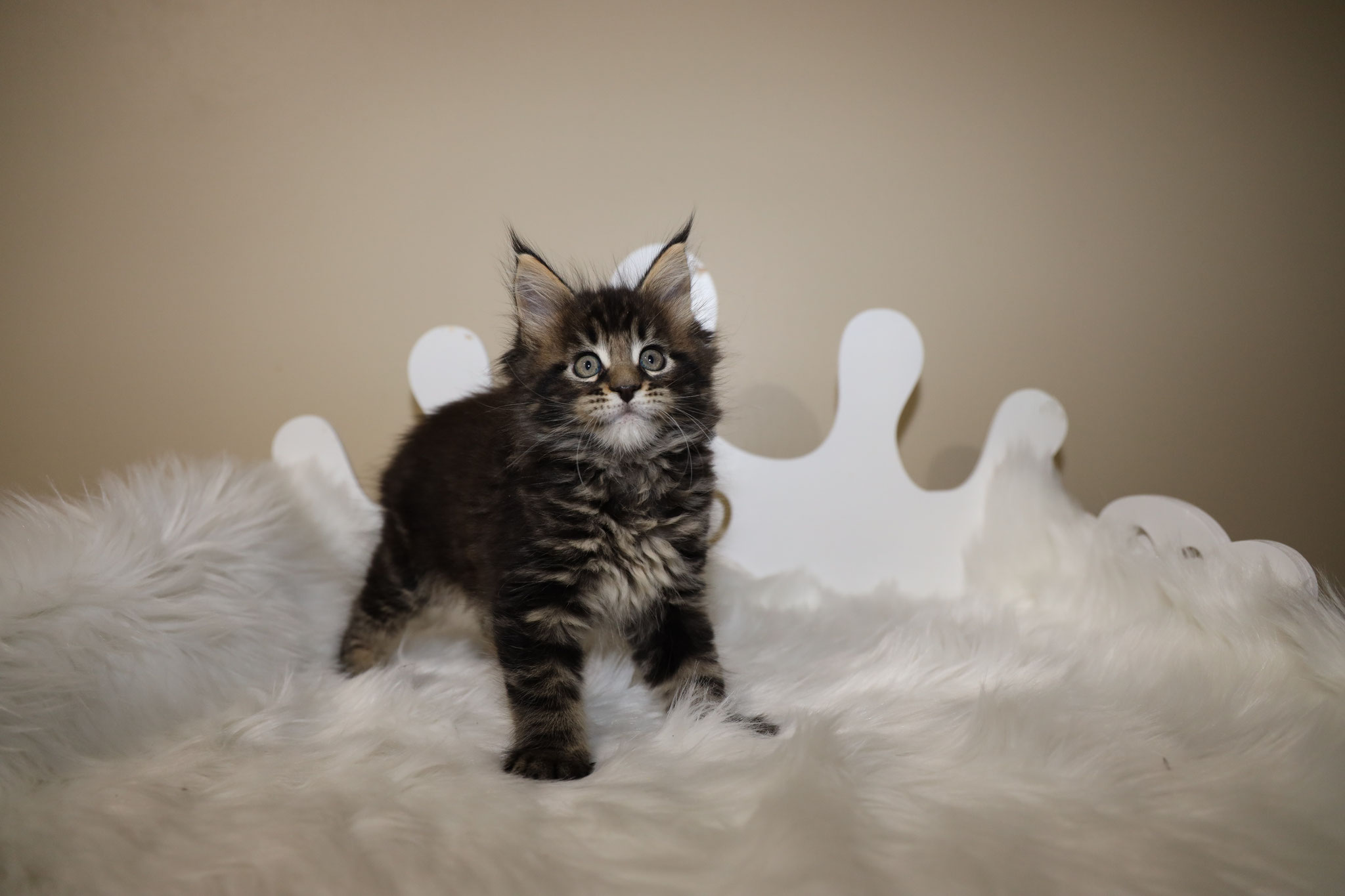 A cat standing on top of some white fur