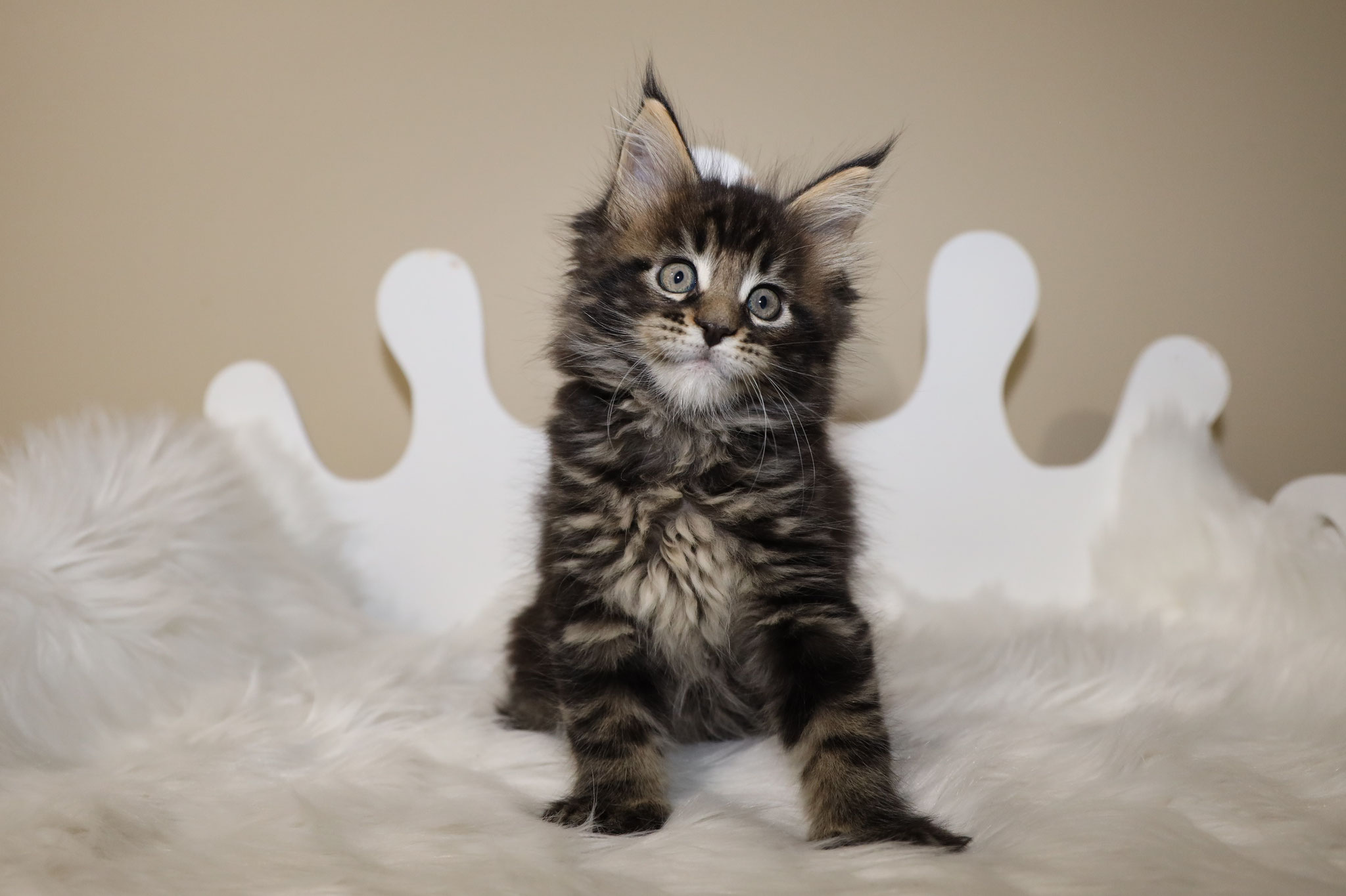A cat sitting on top of a white chair.
