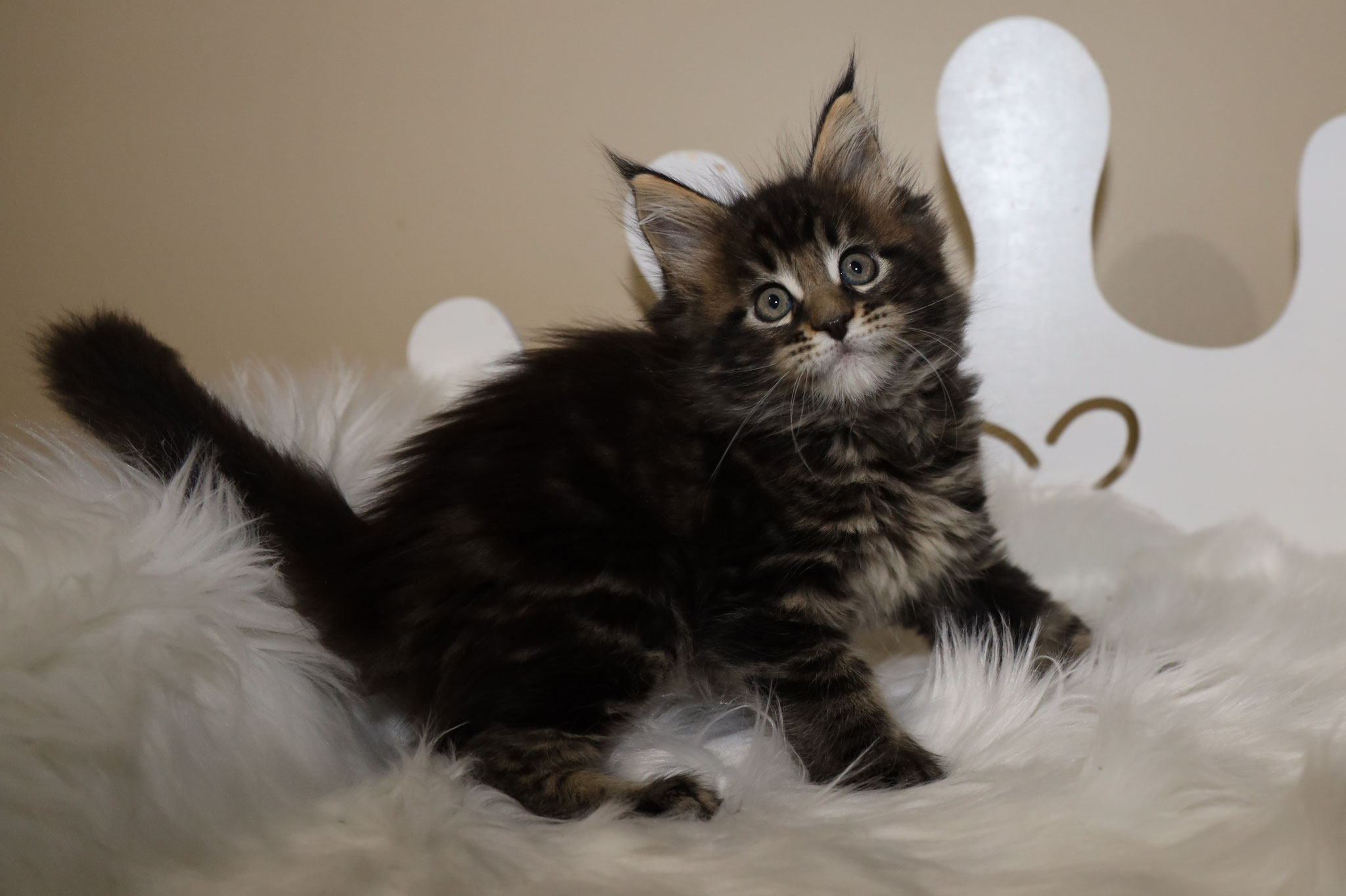 A fluffy cat sitting on top of a white blanket.