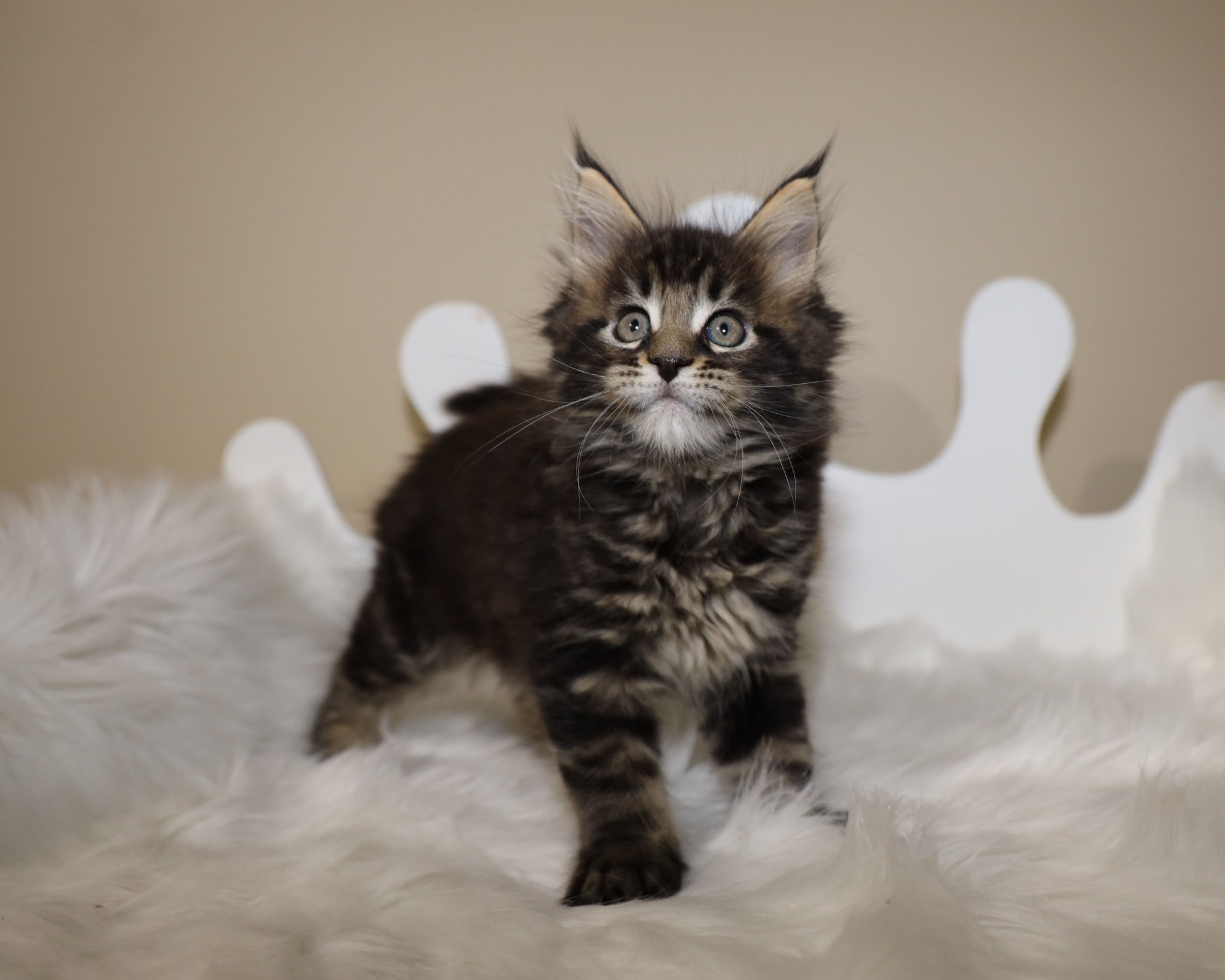 A cat standing on top of white fur.