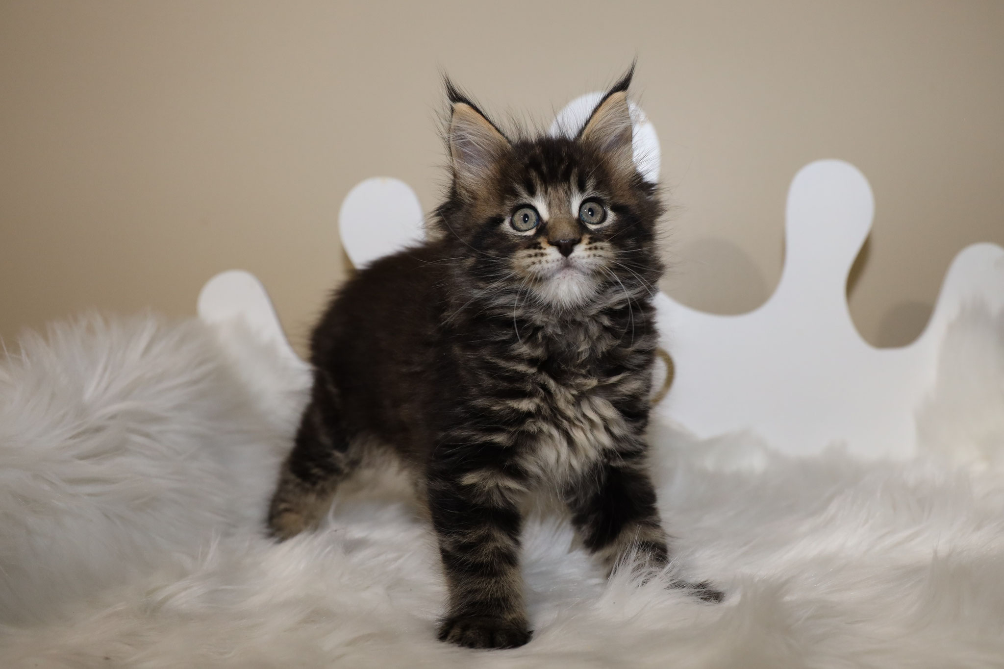 A cat standing on top of some white fur