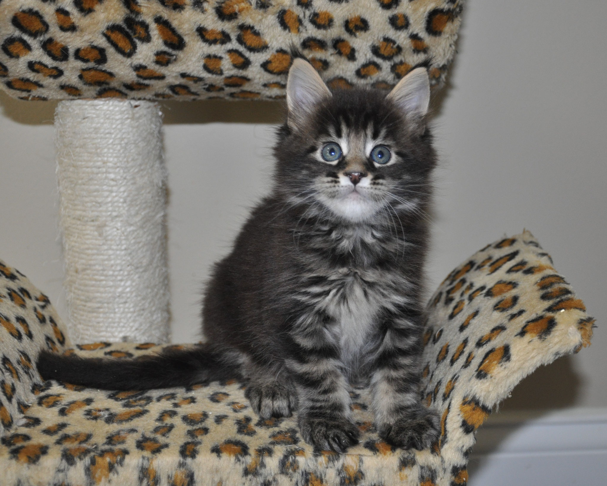 A cat sitting on top of a leopard print chair.