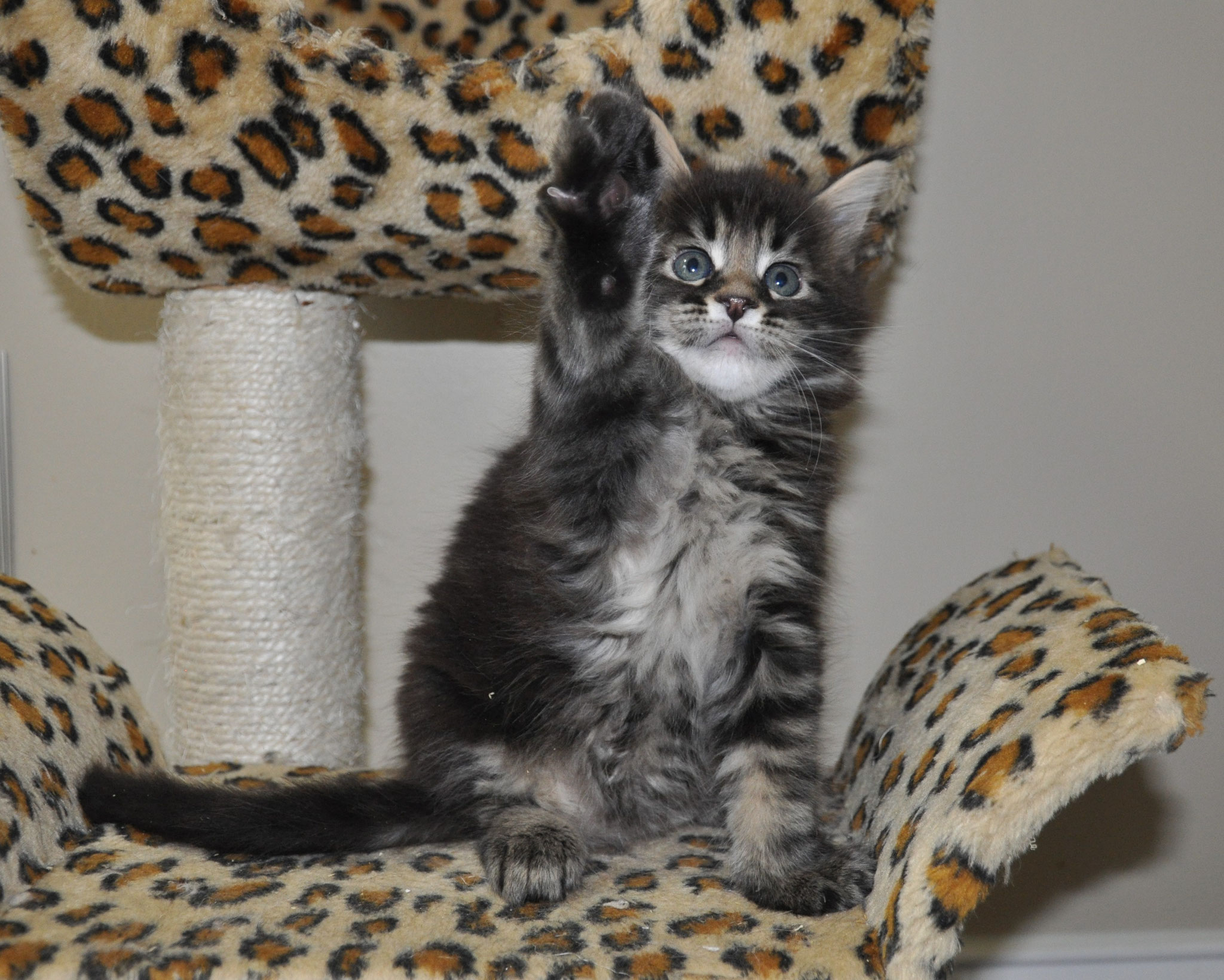 A cat sitting on top of a leopard print chair.