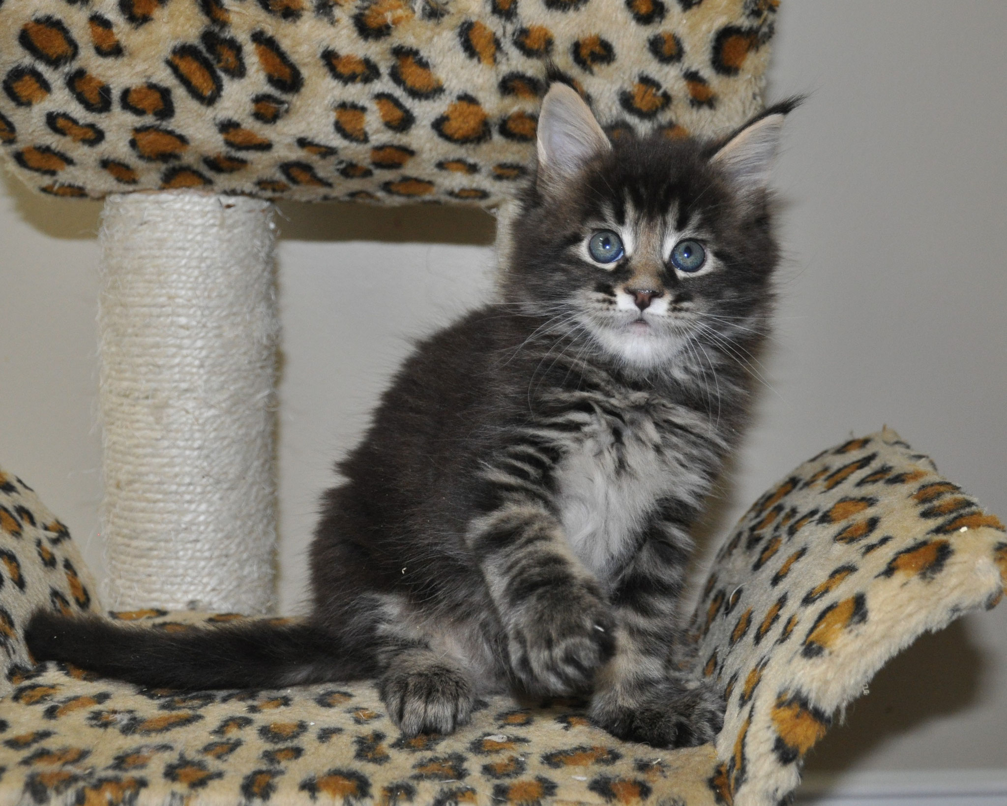 A cat sitting on top of a leopard print chair.