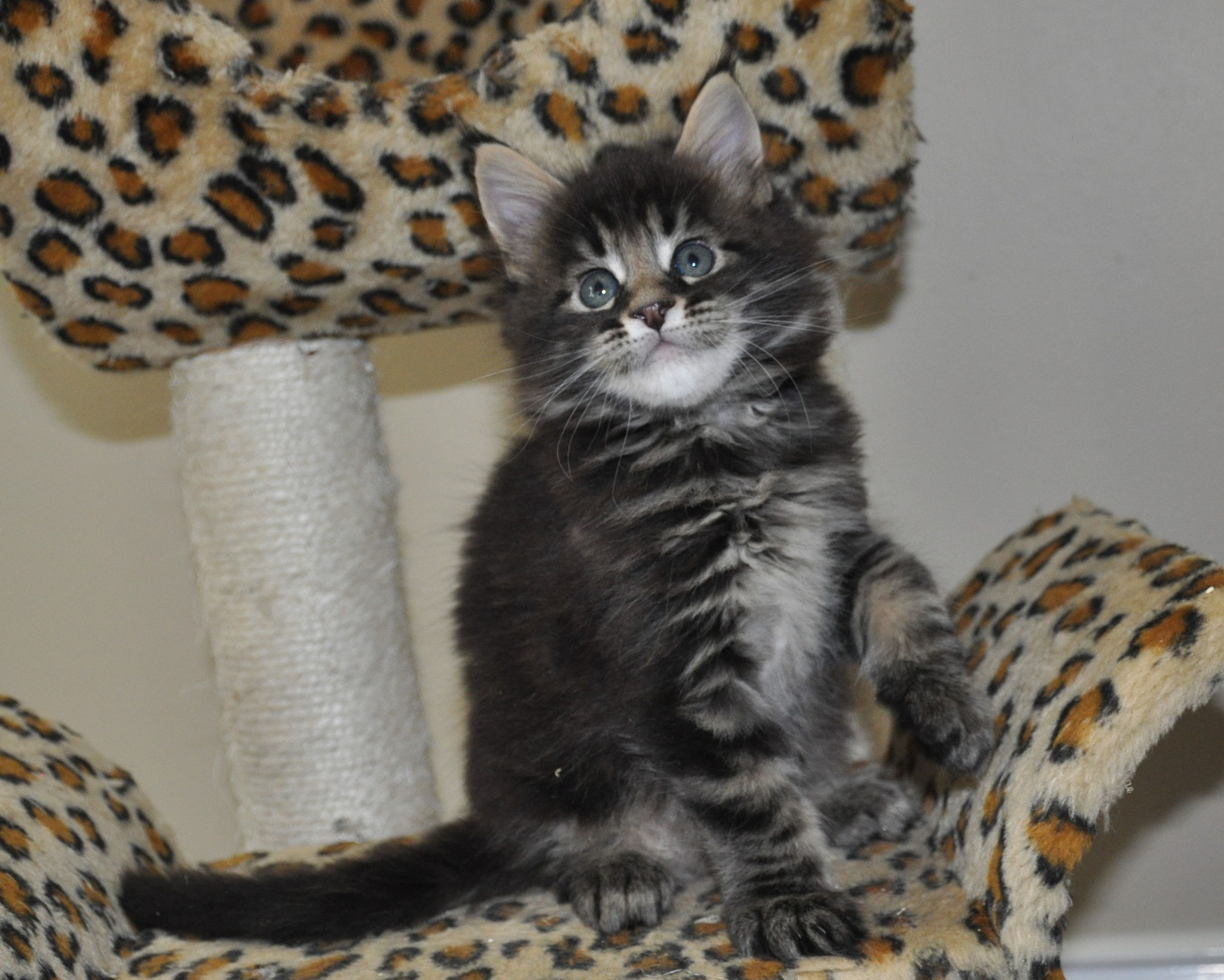 A cat sitting on top of a leopard print chair.