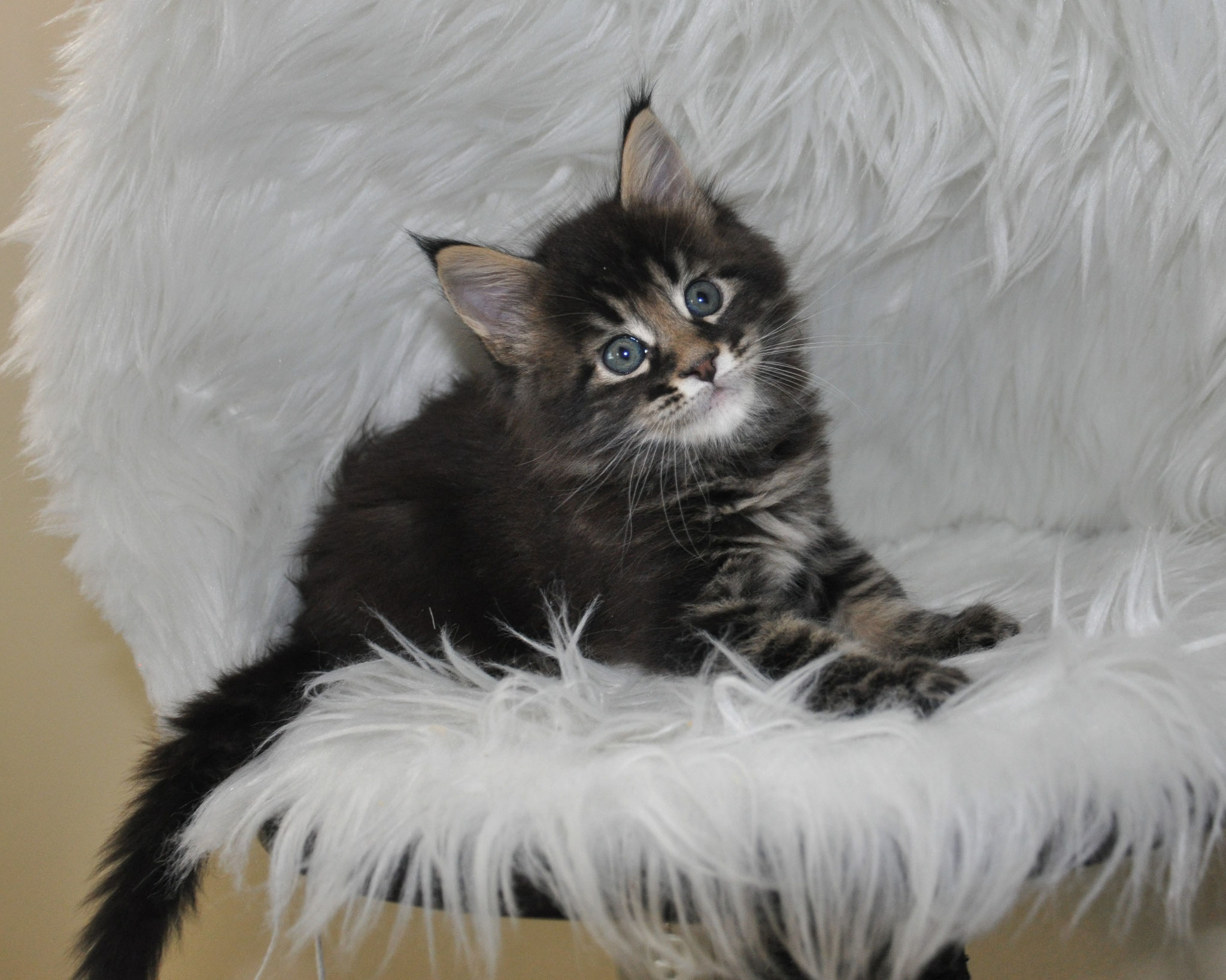 A cat sitting on top of a chair.
