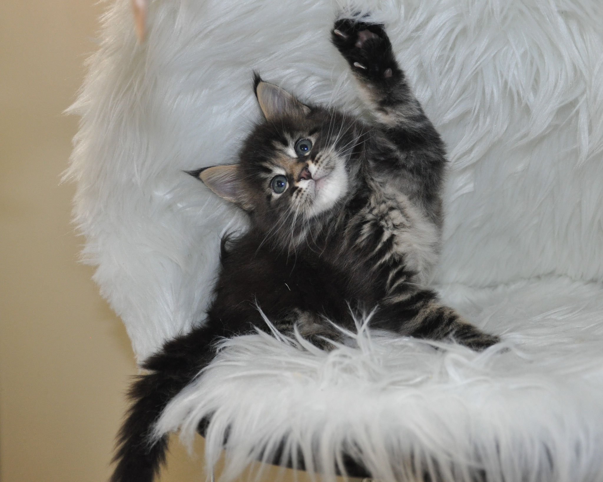 A cat is laying on top of a chair.