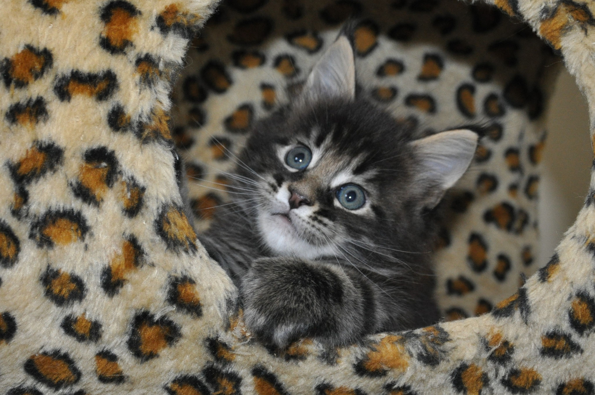 A cat sitting in its bed looking up at the camera.