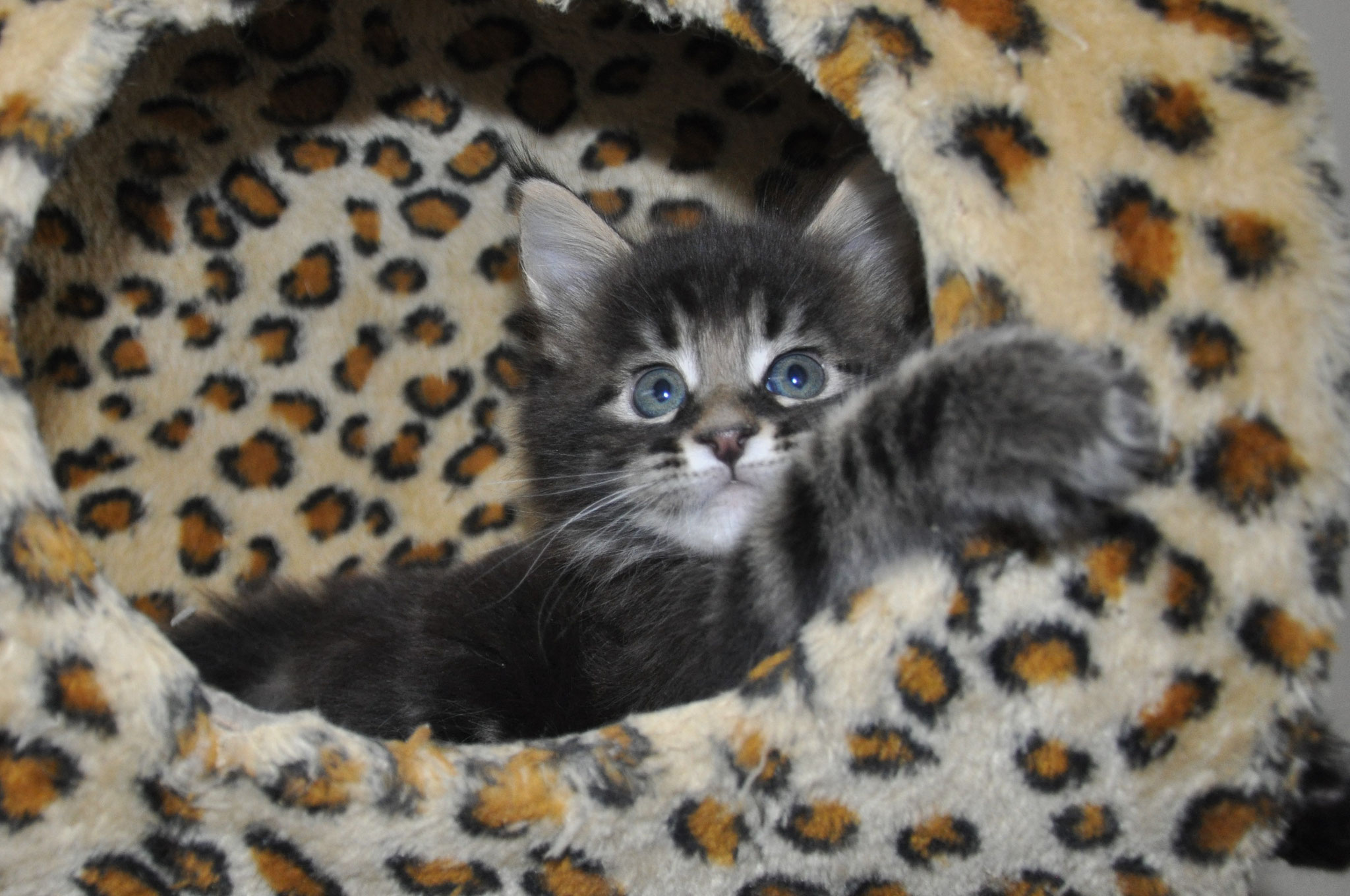 A cat is laying in the den of its house.
