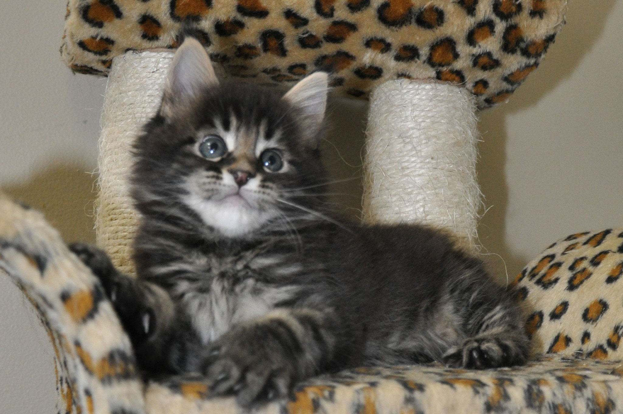 A cat sitting on top of a chair next to some scratching posts.