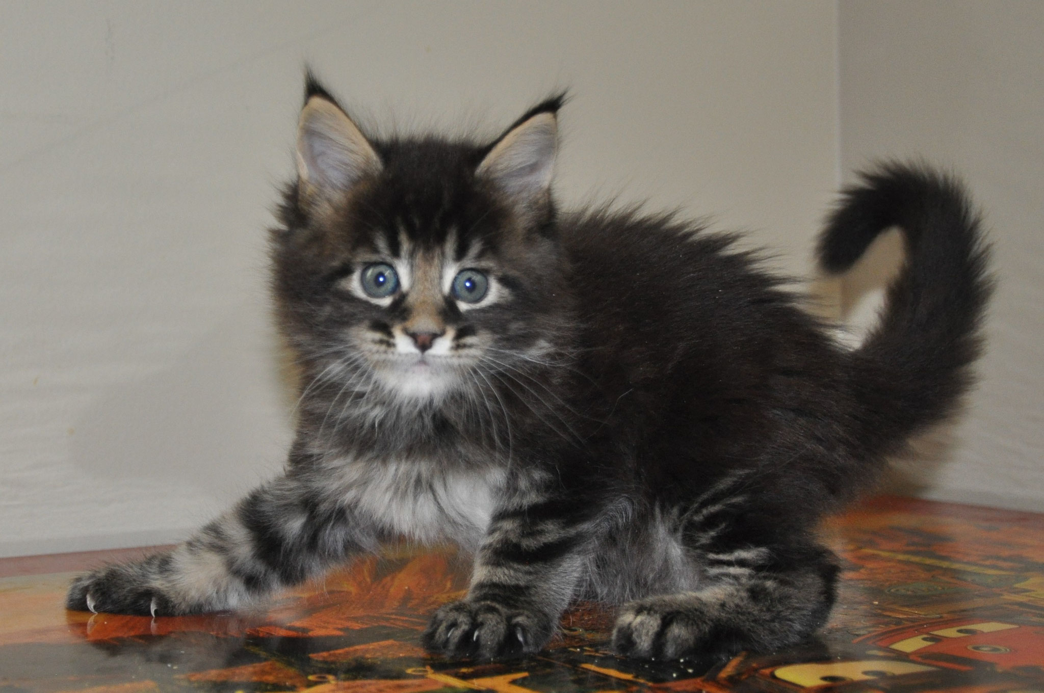 A cat that is standing up on the ground.