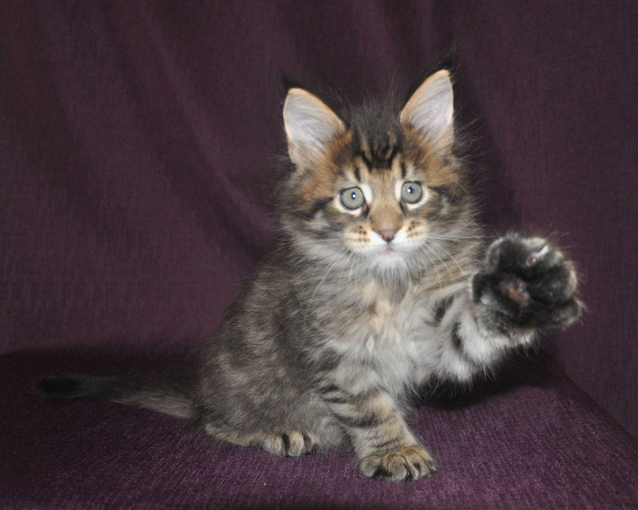 A cat sitting on top of a purple couch.