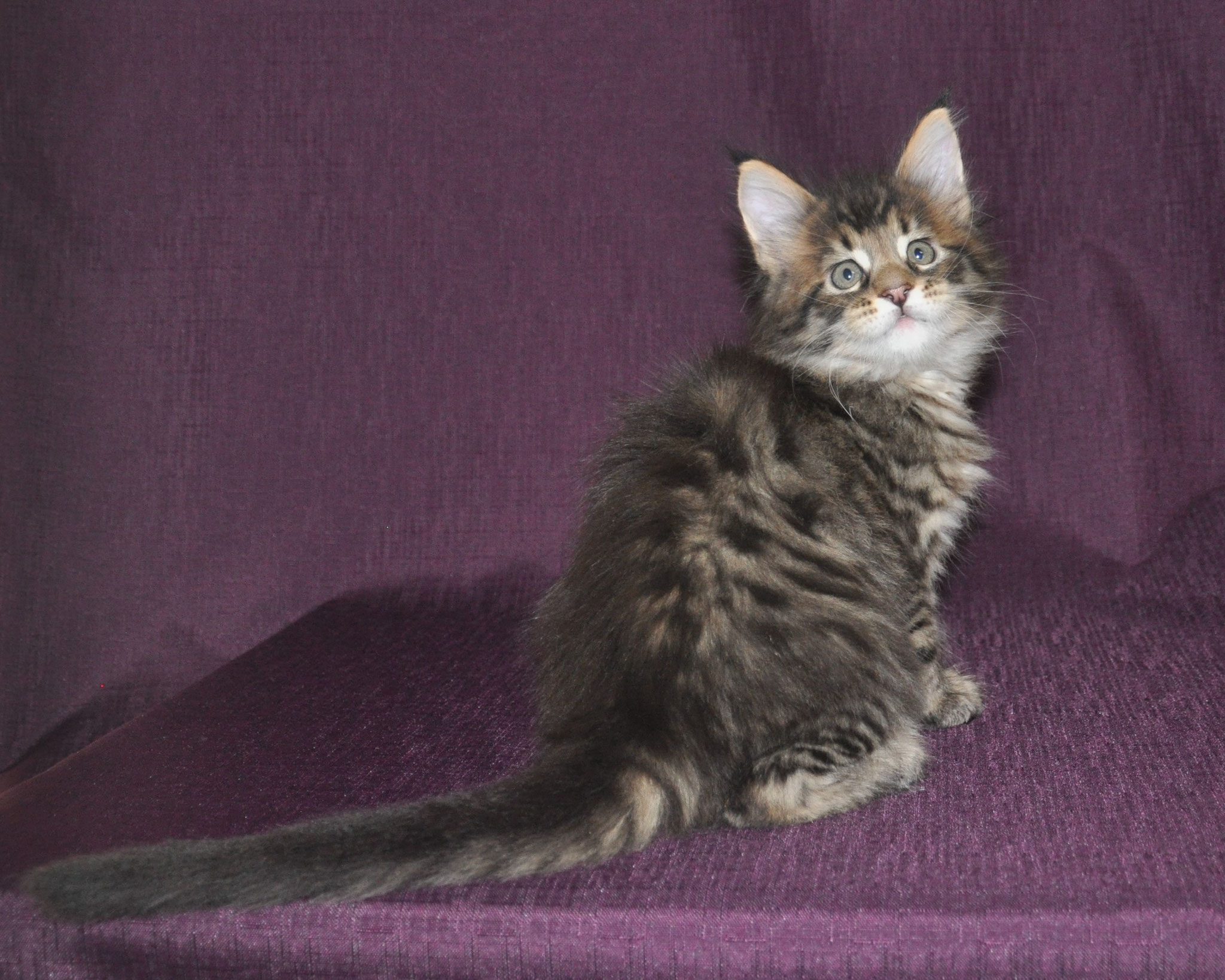 A cat sitting on top of a purple chair.