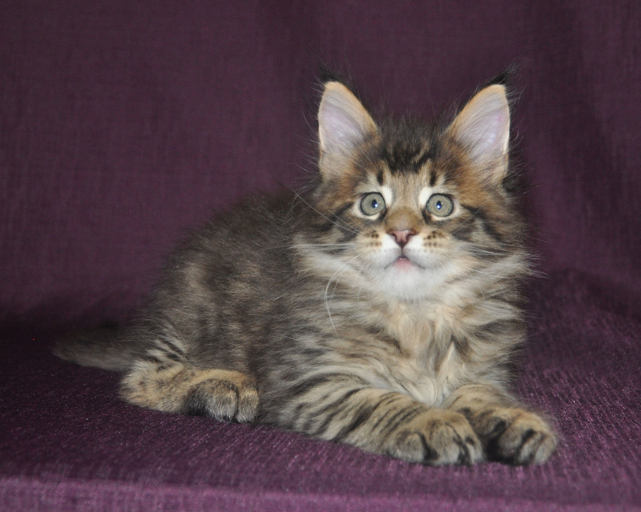 A cat is sitting on the couch looking at something.