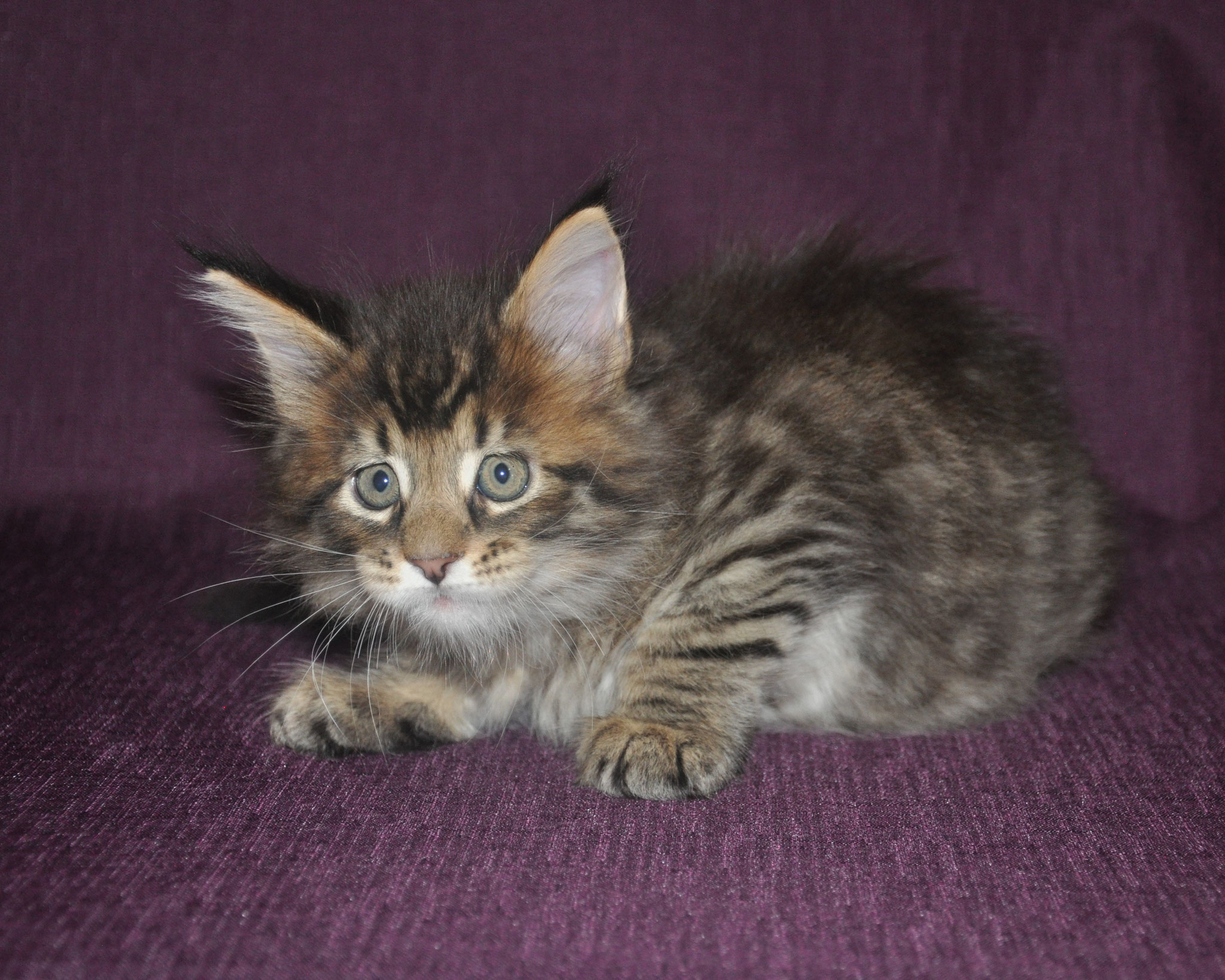 A cat is sitting on the couch looking at something.