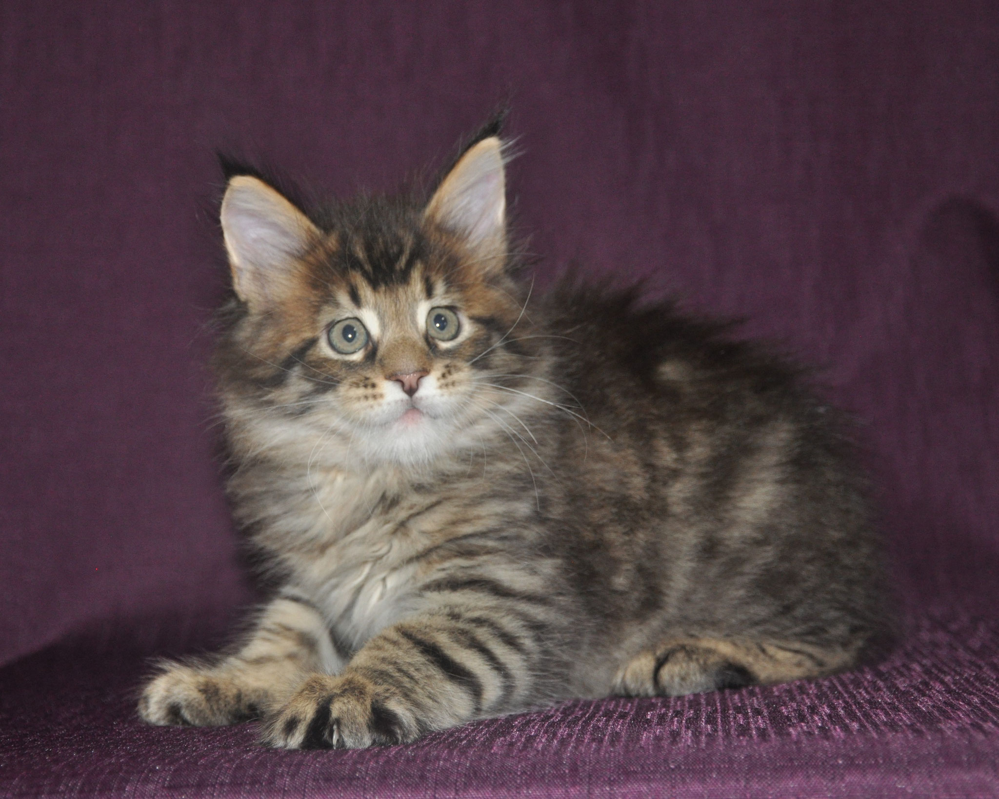 A cat sitting on top of a purple blanket.