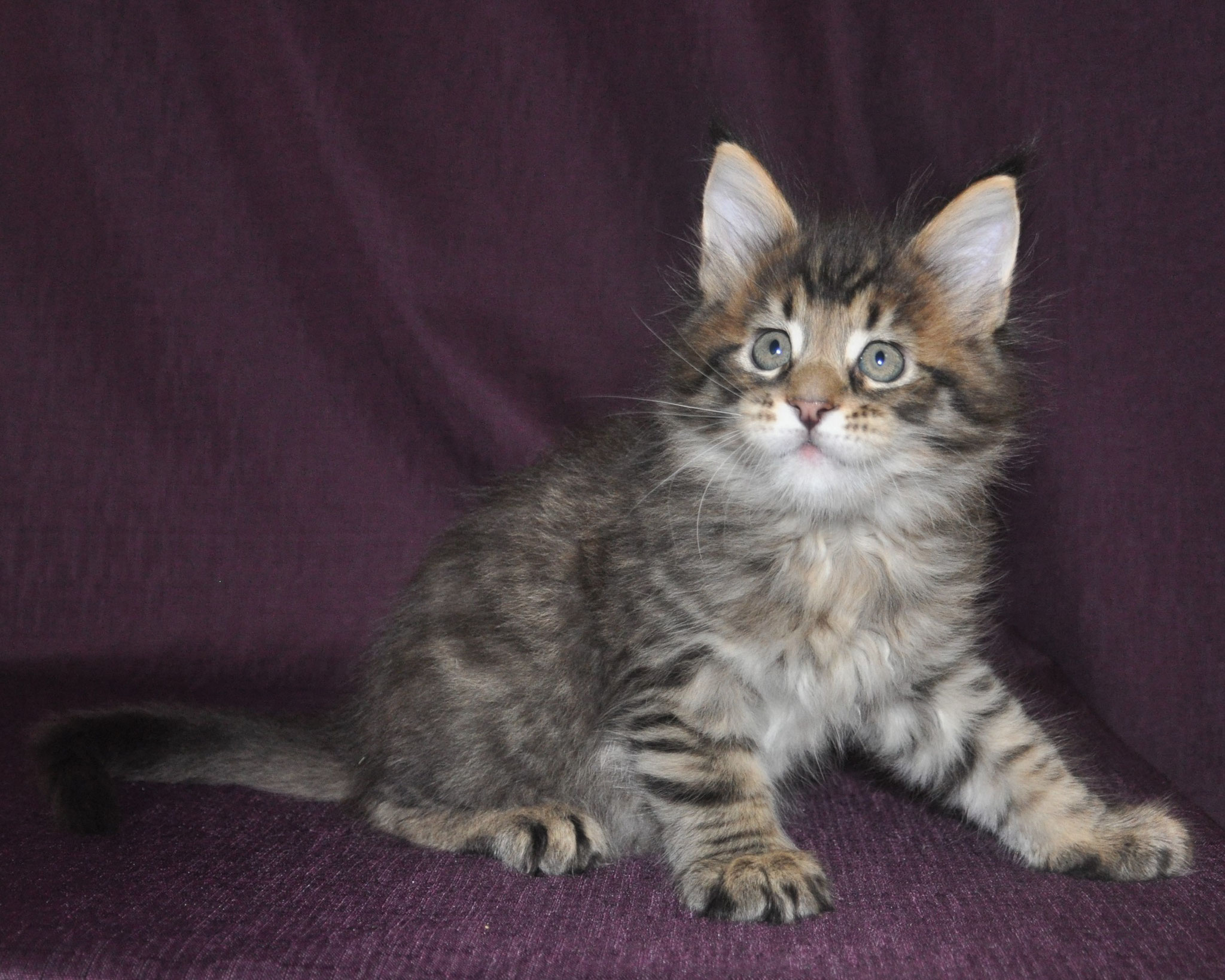 A cat sitting on top of a purple couch.