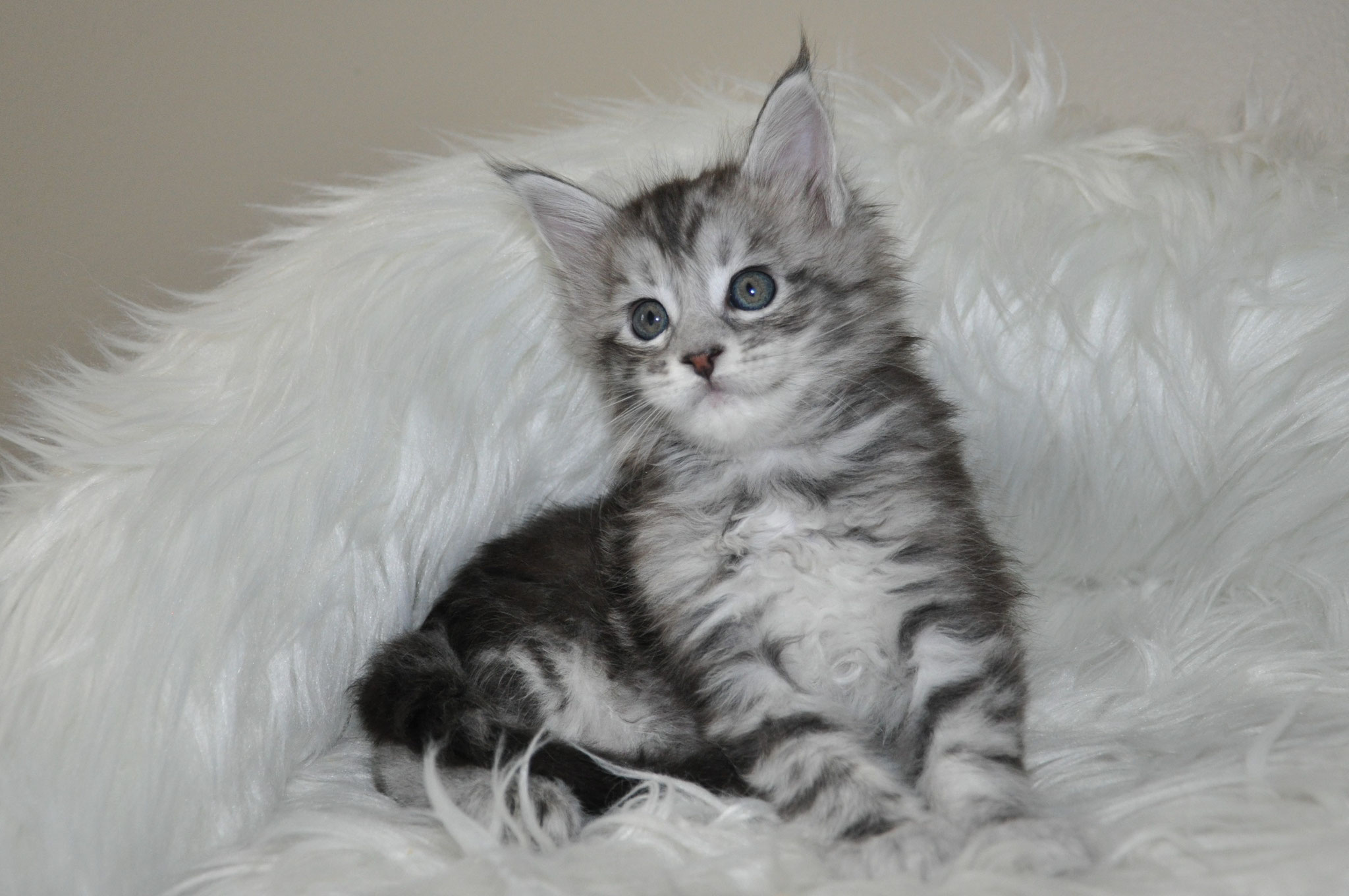 A cat sitting on top of a white fur covered chair.
