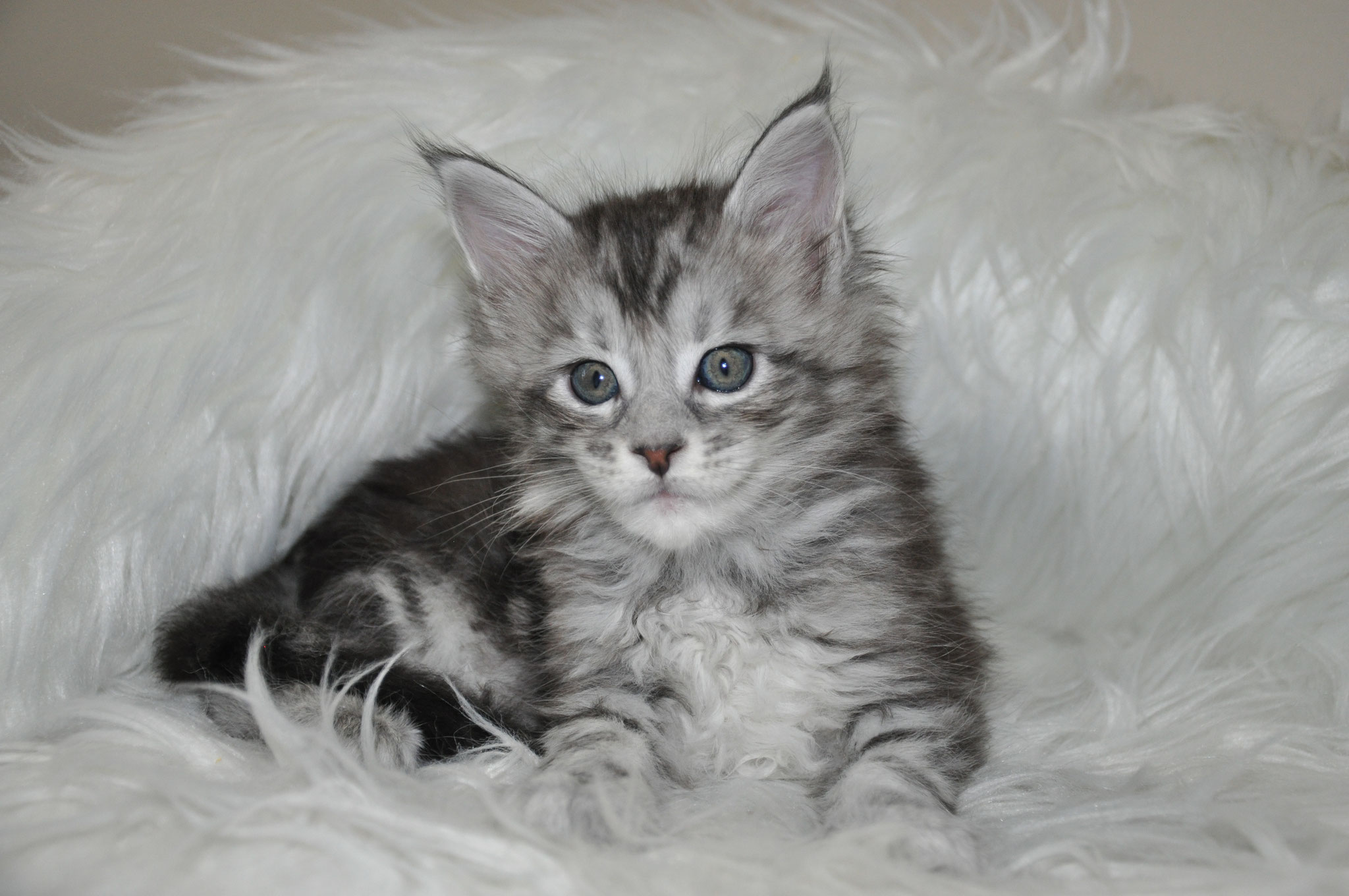 A fluffy cat is sitting on the fur