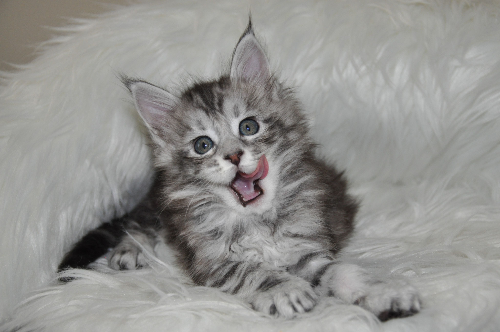 A cat is laying on the bed and looking at the camera.