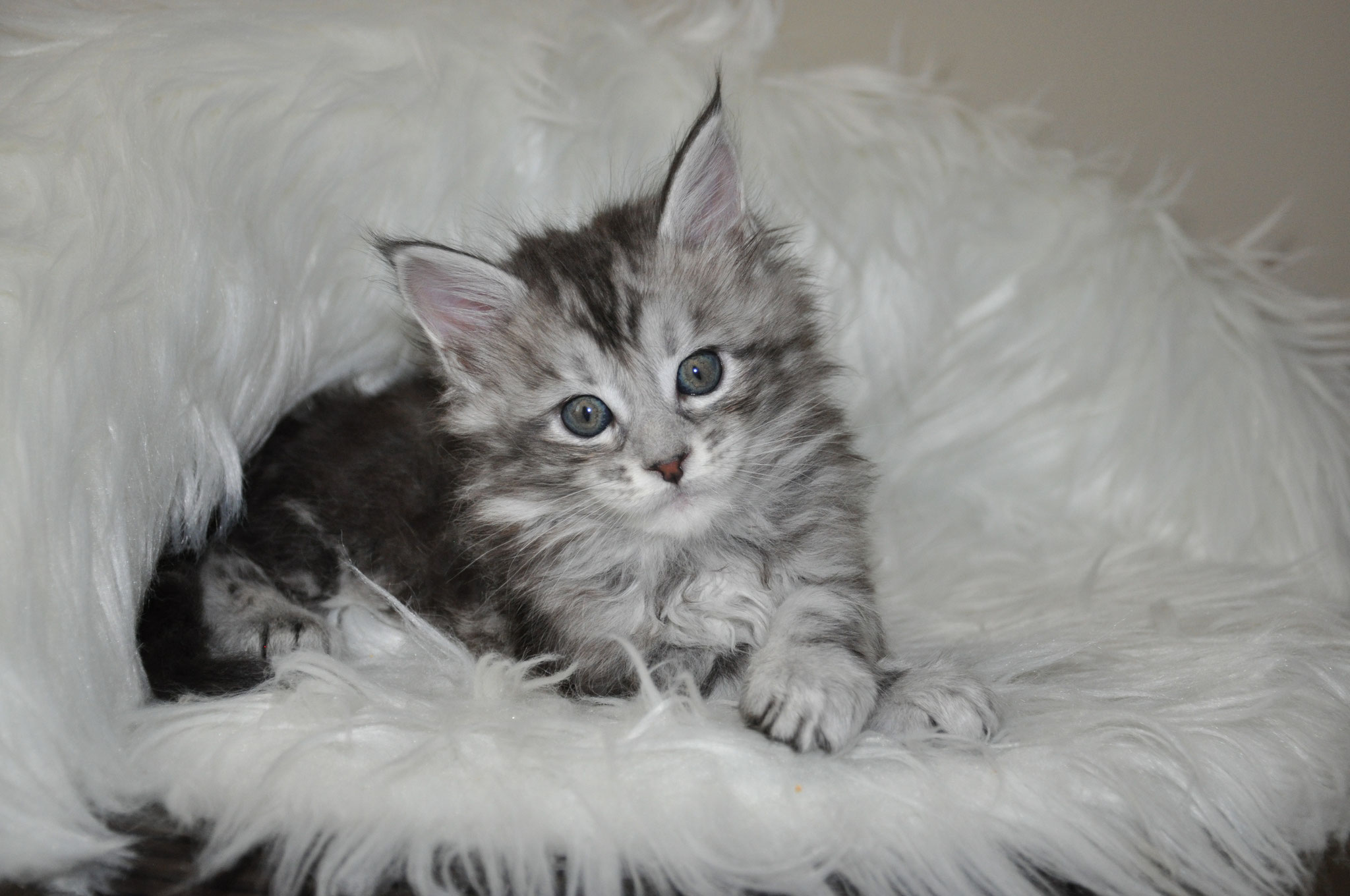 A fluffy cat sitting on top of a white blanket.