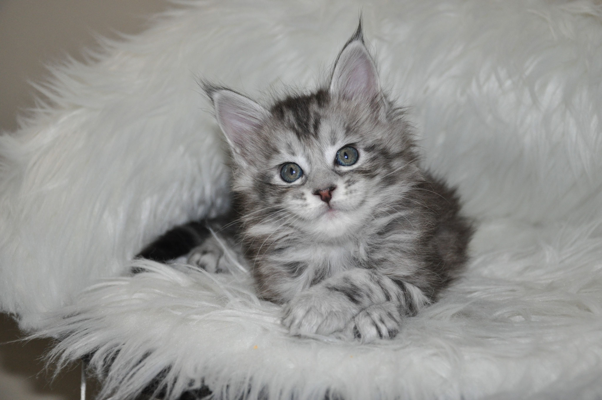 A fluffy cat is sitting on the fur