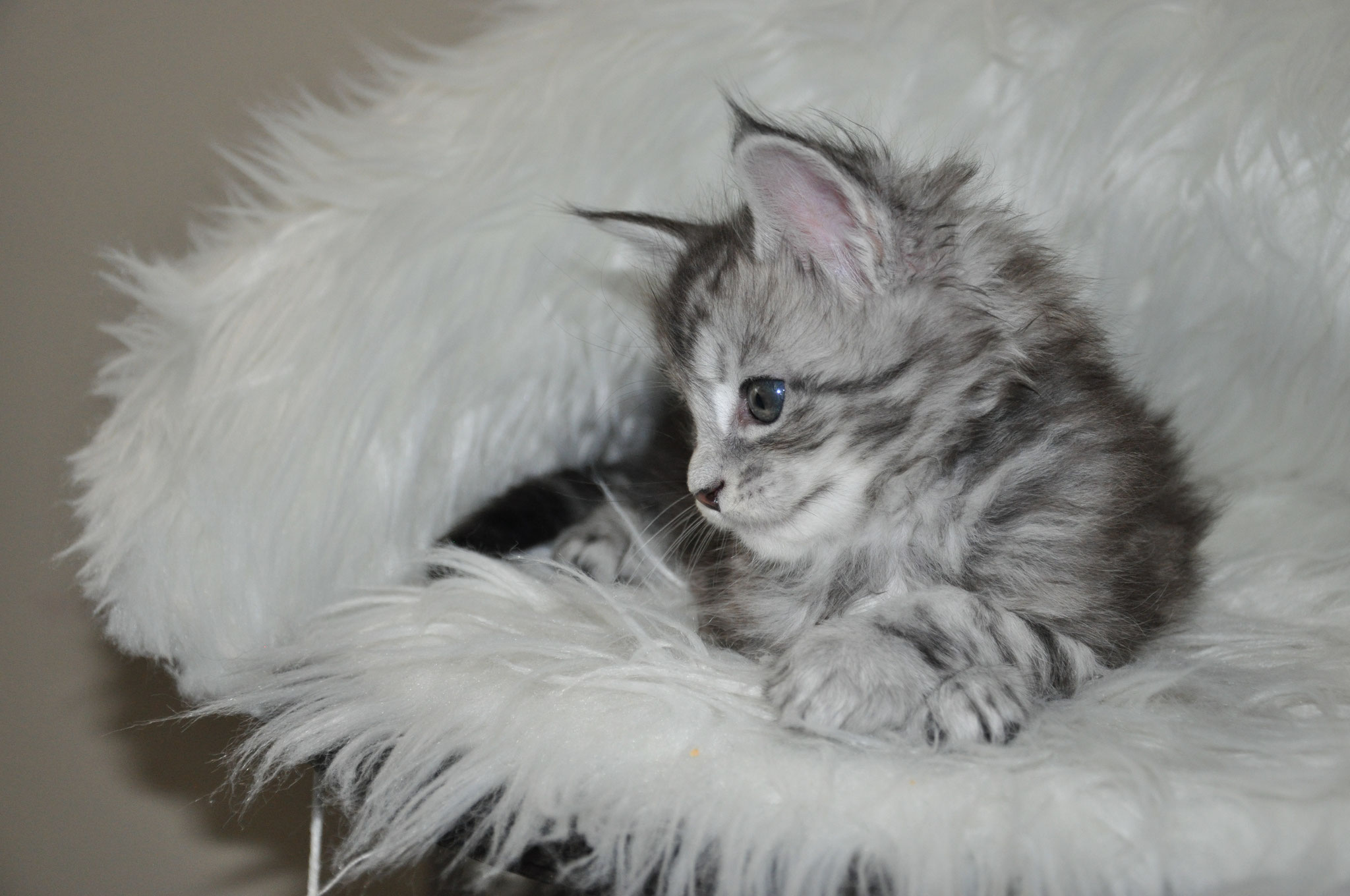 A fluffy cat is sitting on top of a white chair.