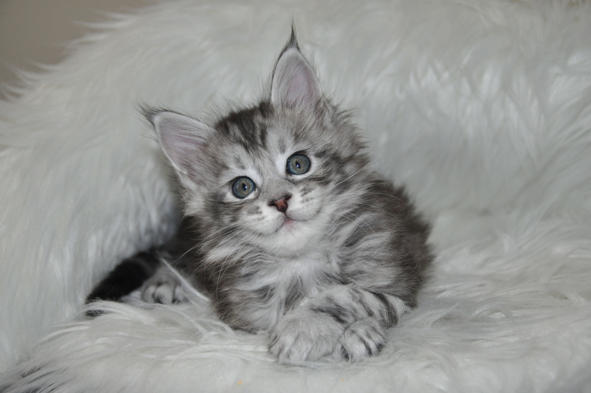 A fluffy kitten is sitting on the fur of a blanket.
