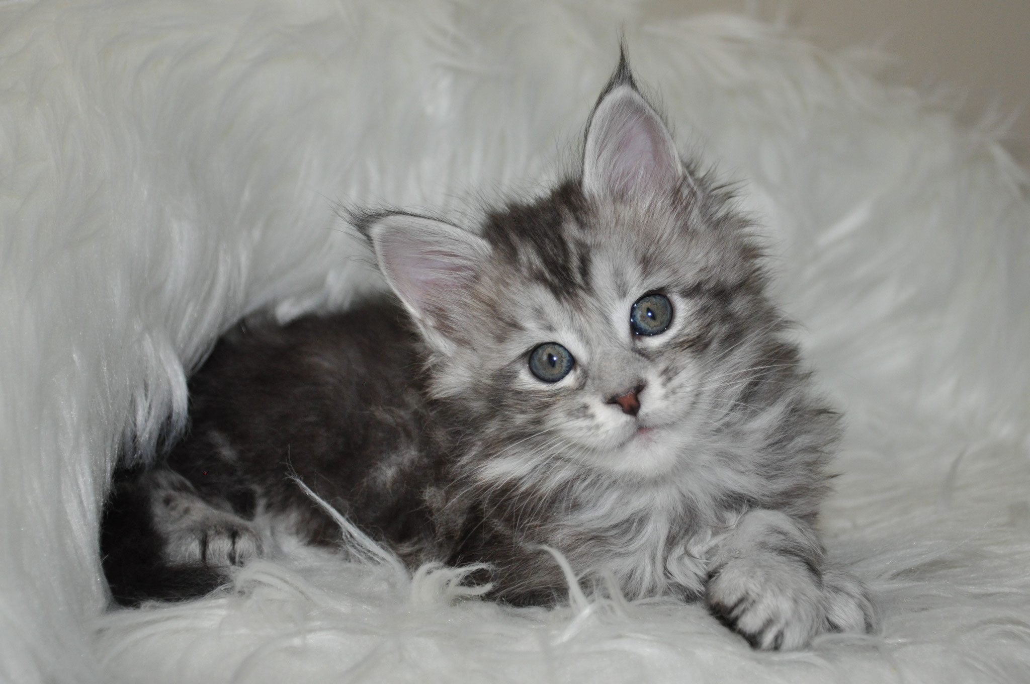 A fluffy kitten is sitting on the fur of its owner.