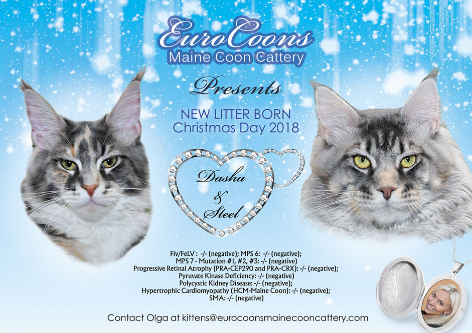 A poster of two cats with the text " new litter born christmas day 2 0 1 8 ".