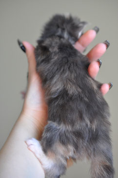 A person holding their cat 's paw in the air.