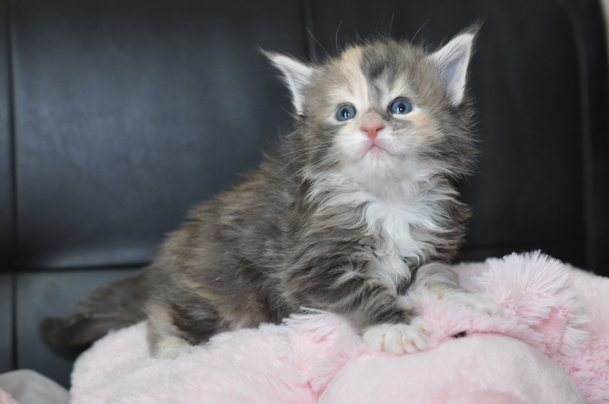 A kitten sitting on top of a pink blanket.
