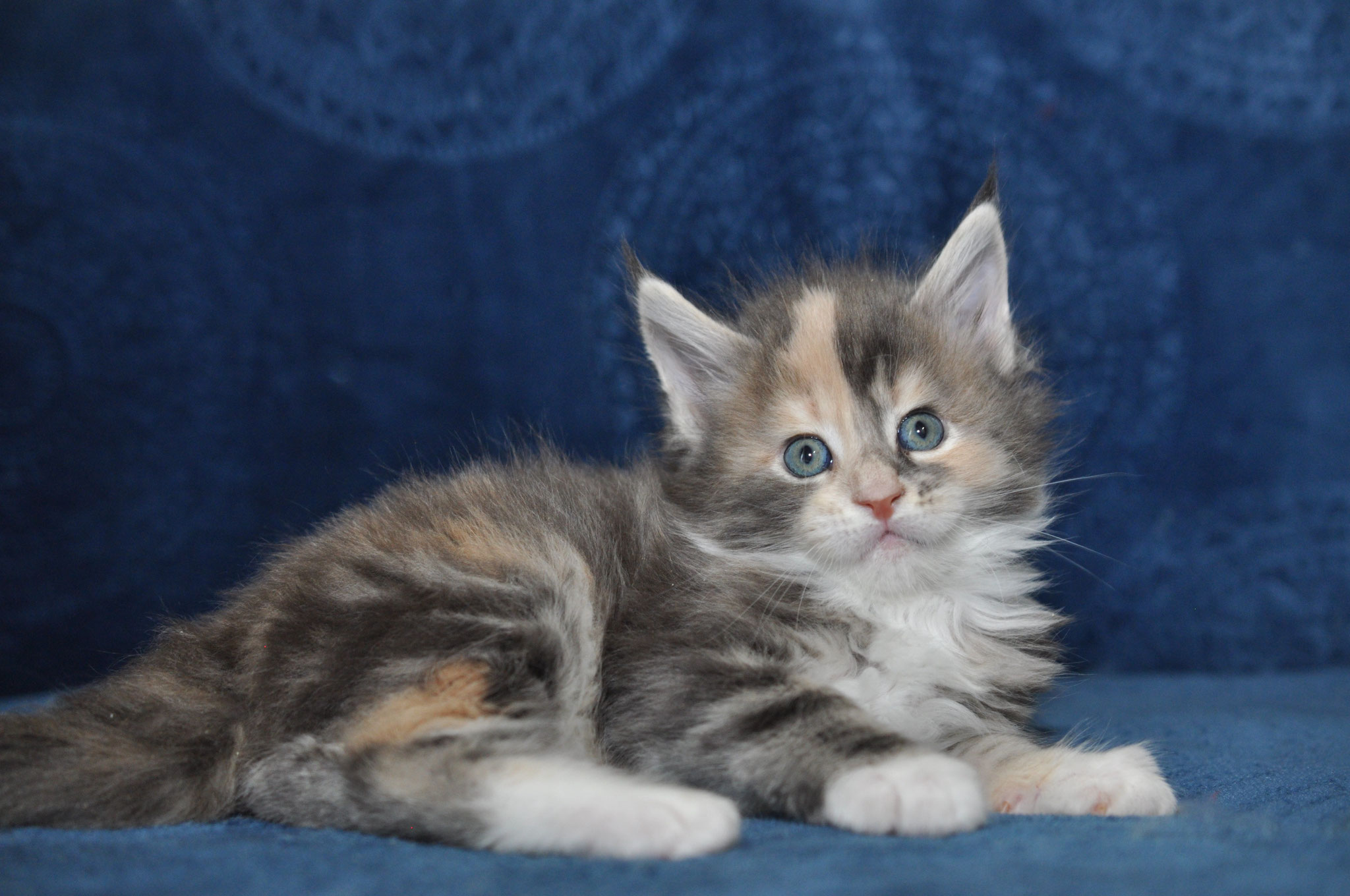 A fluffy cat is sitting on the couch