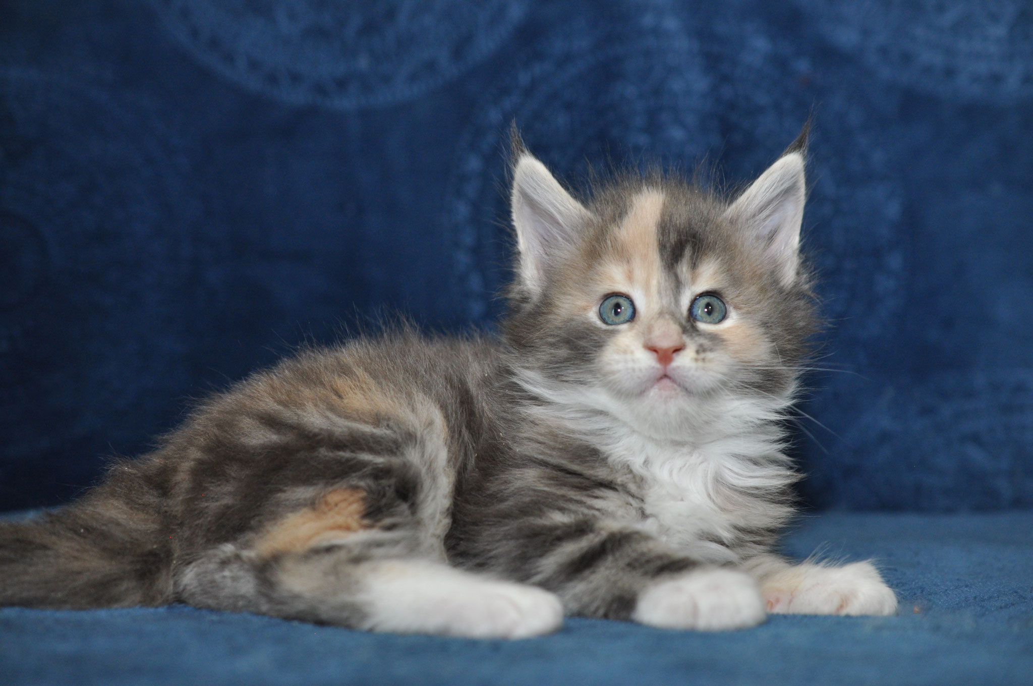 A cat that is sitting on the ground.