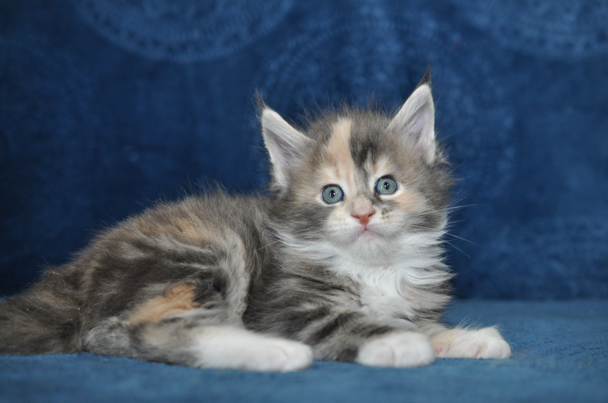A fluffy cat is sitting on the couch