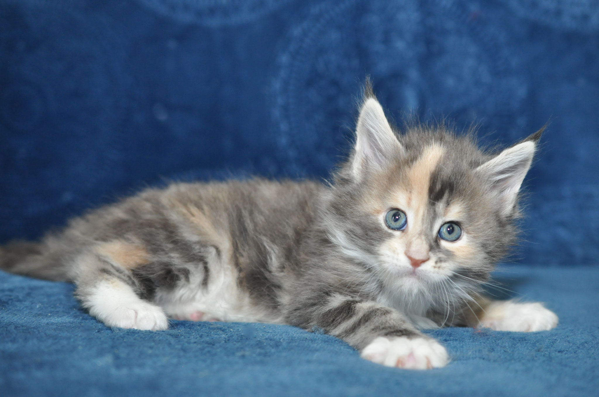 A kitten is laying on the couch