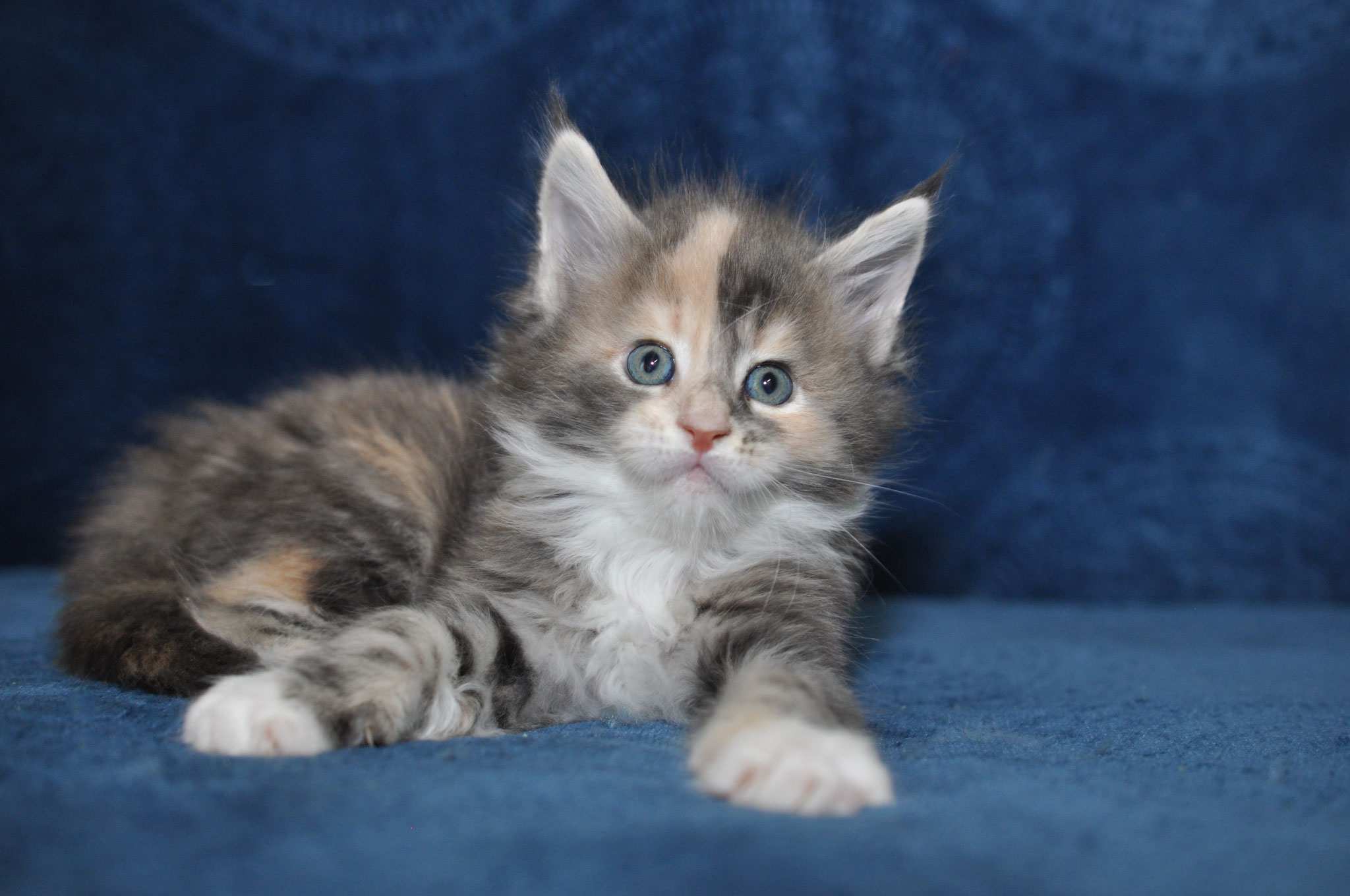 A cat that is laying down on the couch