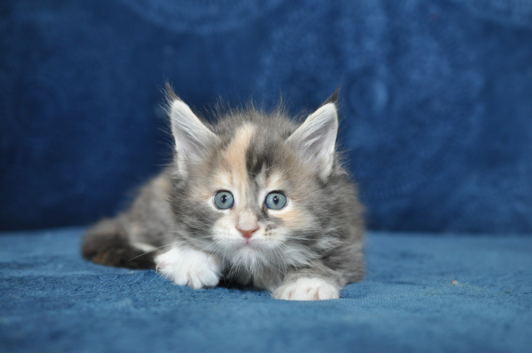 A kitten is sitting on the ground looking at something.