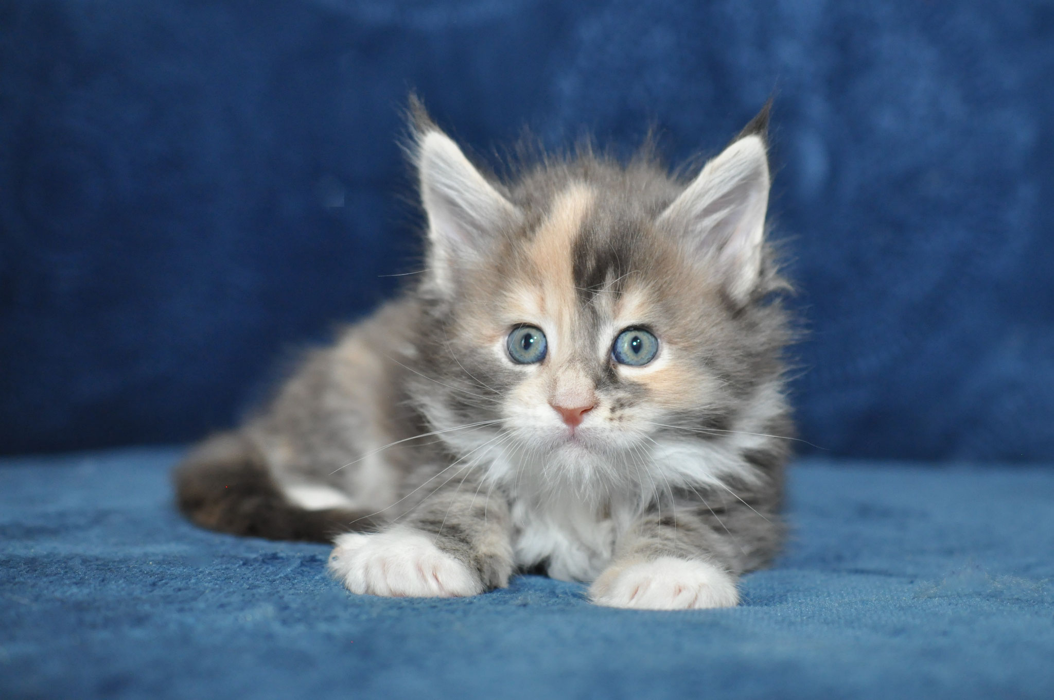 A fluffy kitten is sitting on the blue blanket.