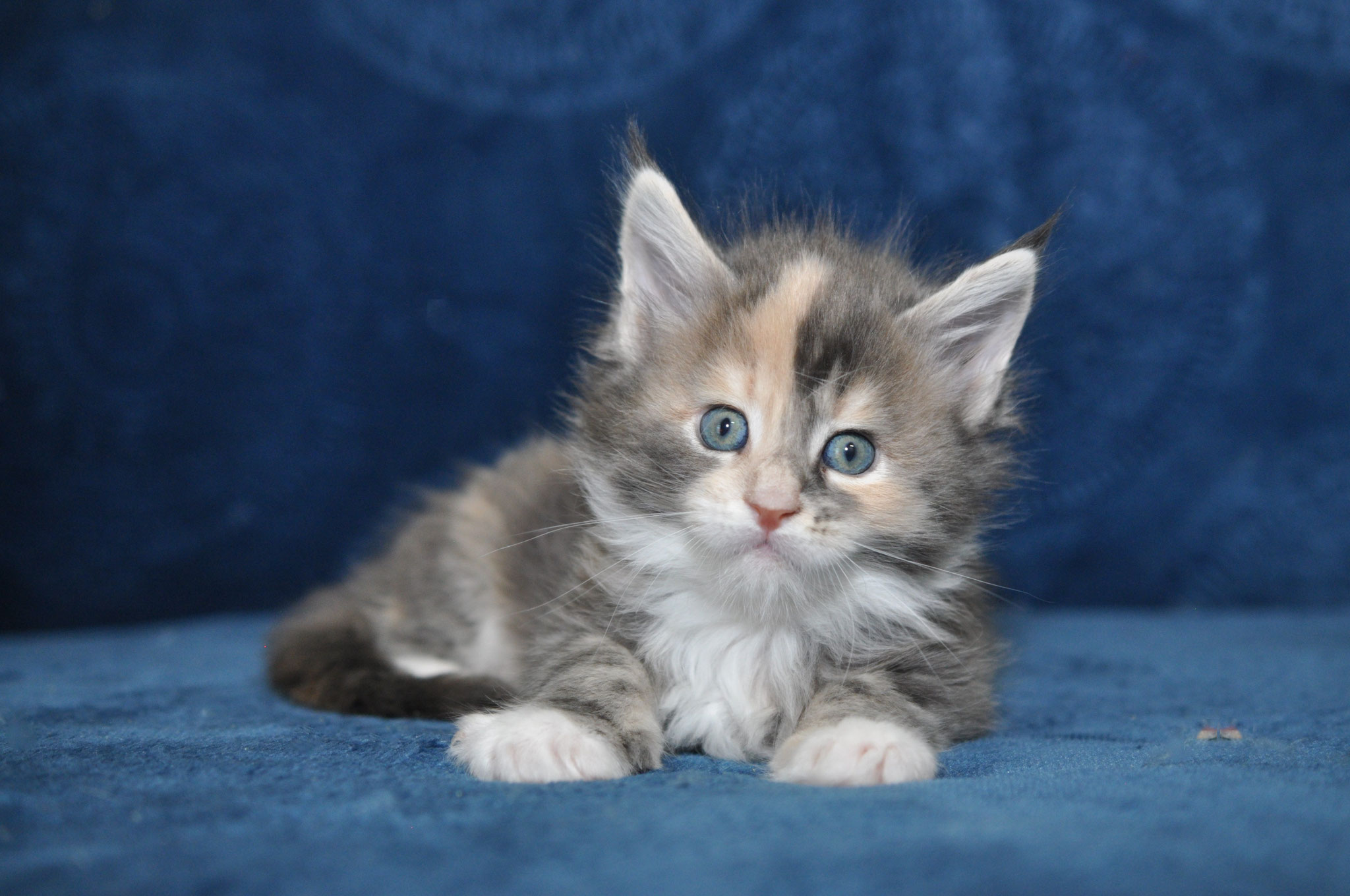 A kitten is sitting on the couch looking at the camera.