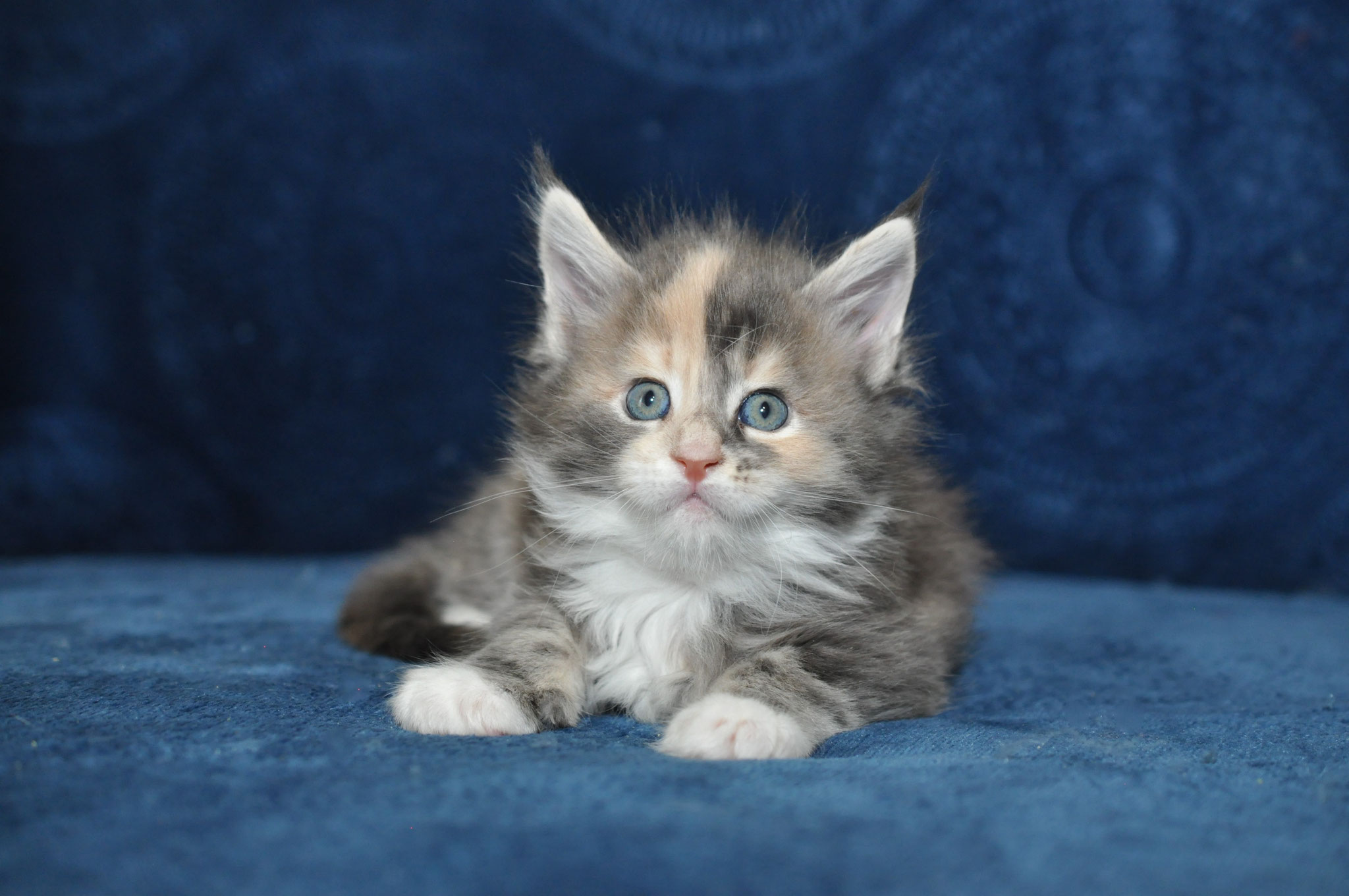 A fluffy cat is sitting on the couch
