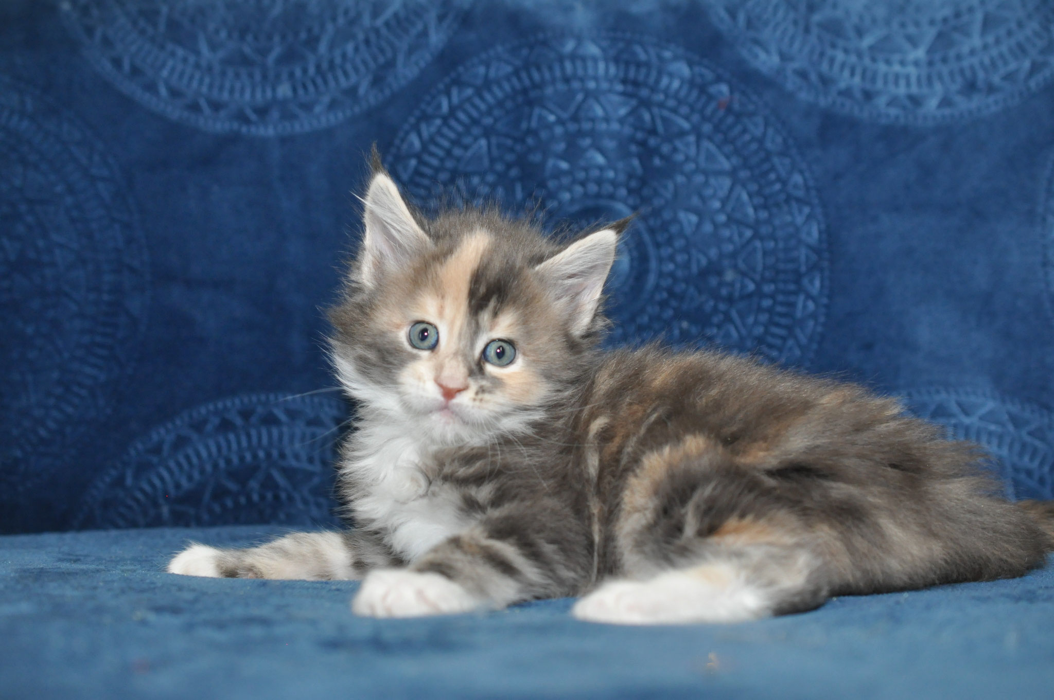 A cat that is laying down on the ground.