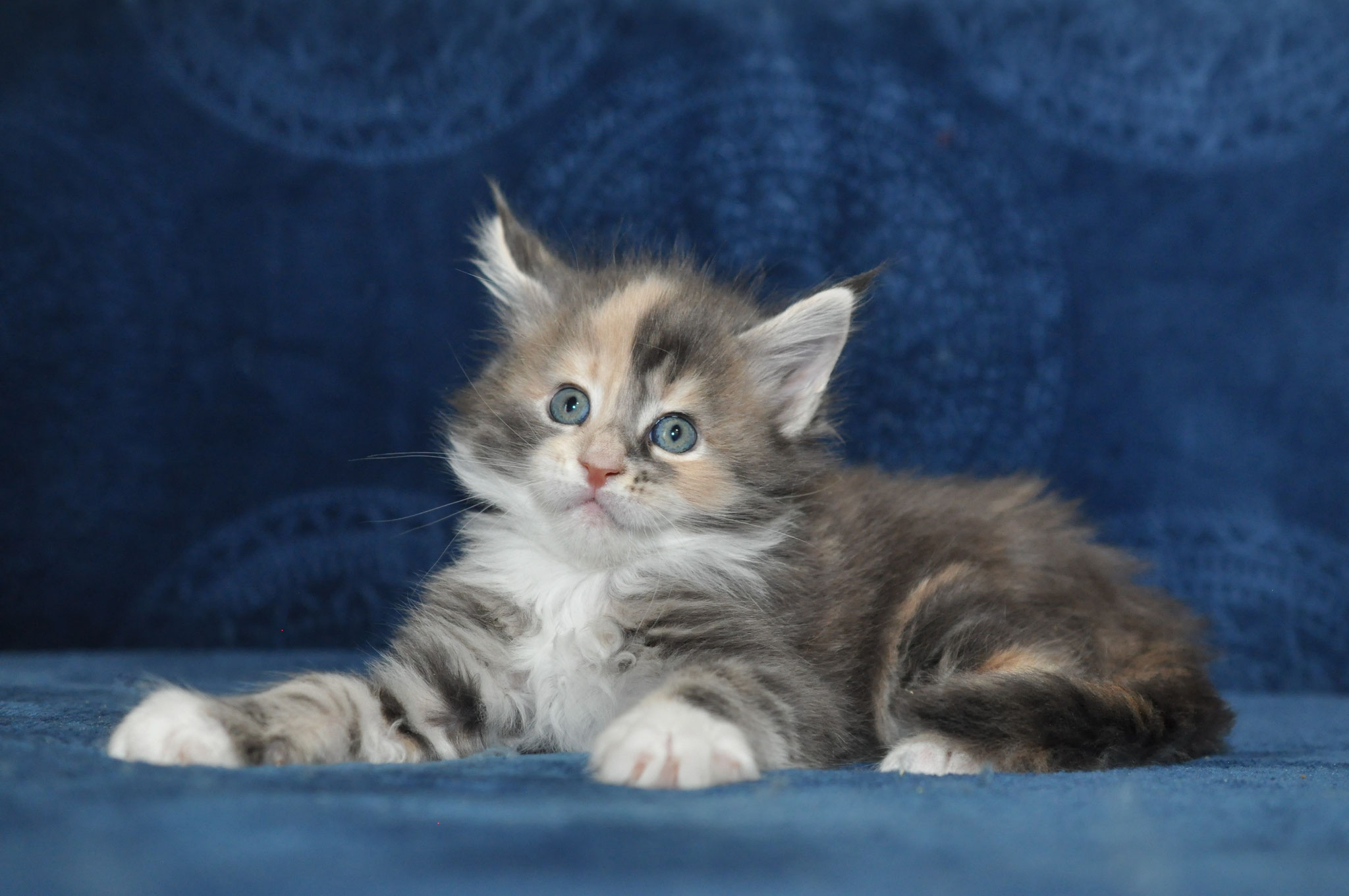 A cat is laying on the couch looking at something.